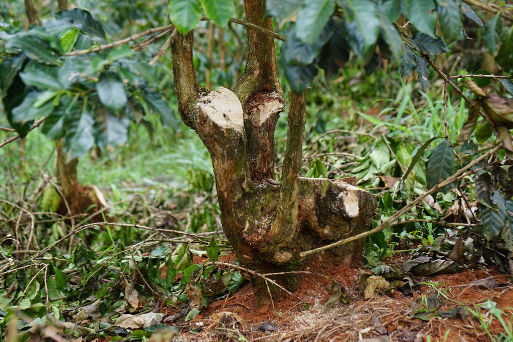 Huge trunks from 50+ year old SL roots