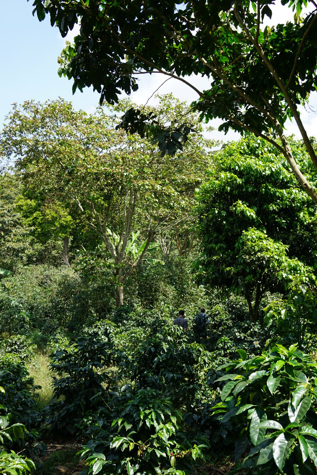 Dense and varied vegetation at Il Professor