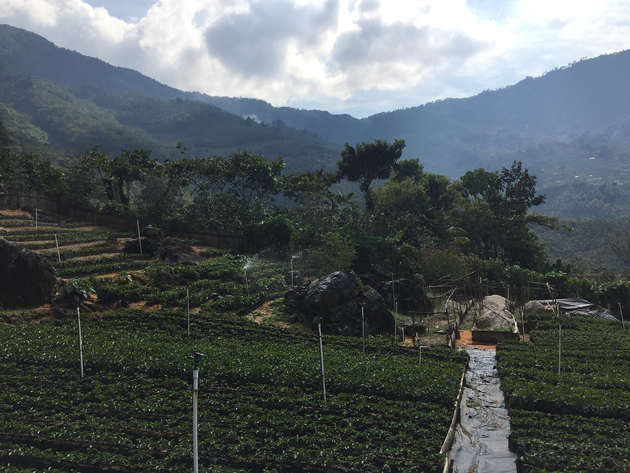 Nursery, Finca Vista Hermosa