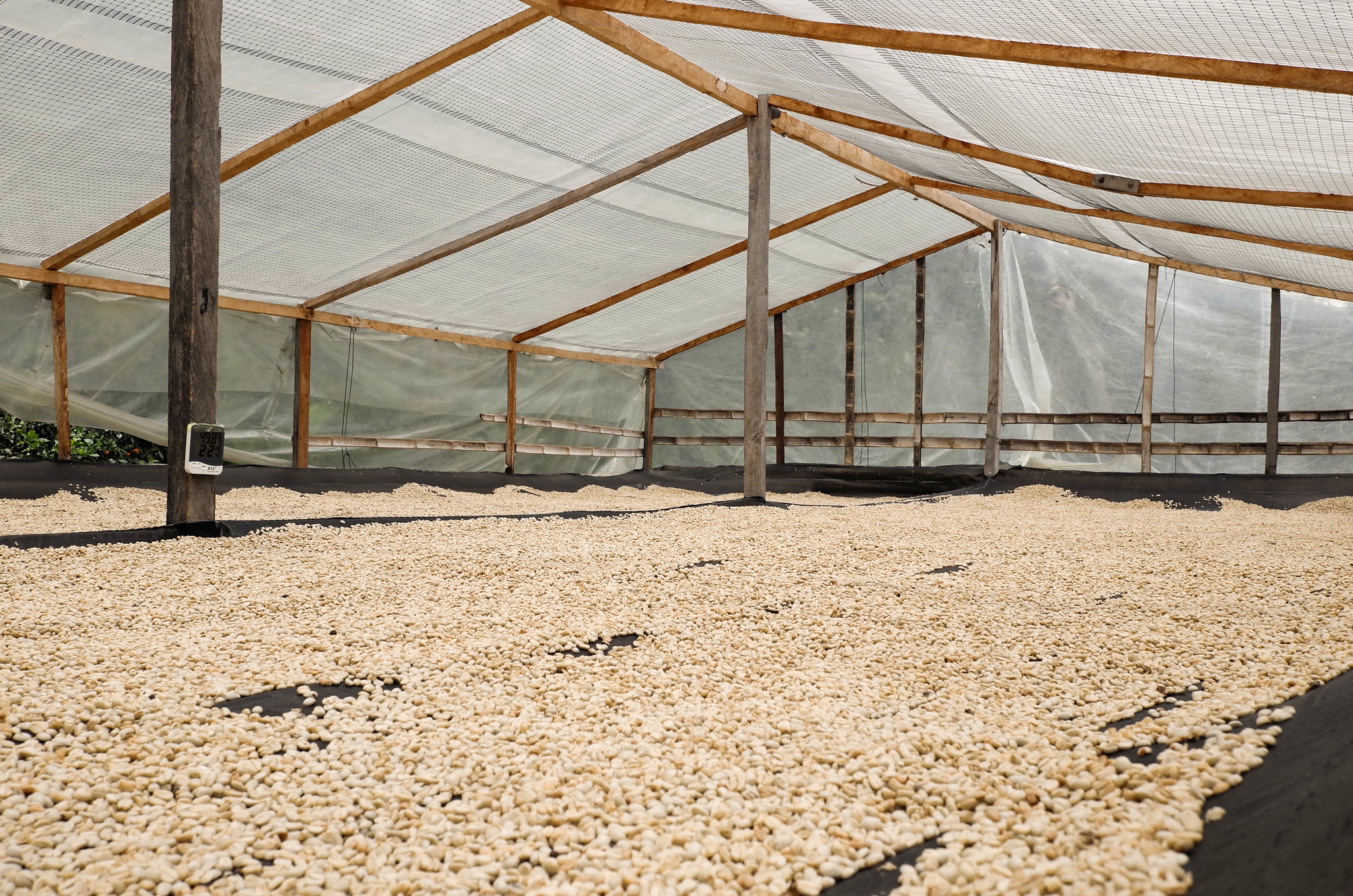 Drying Parchment. 