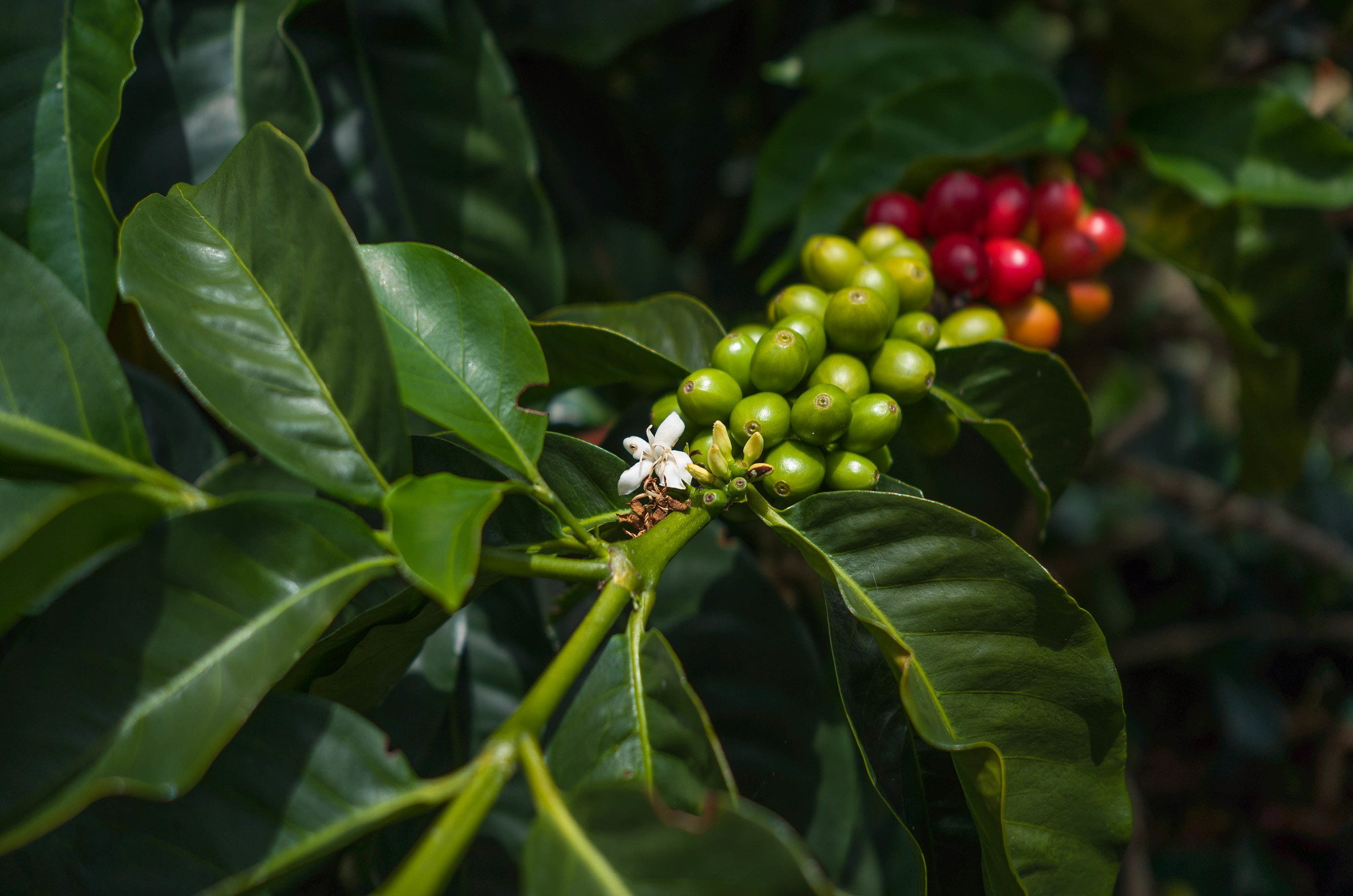 Colombian coffee in different stages.