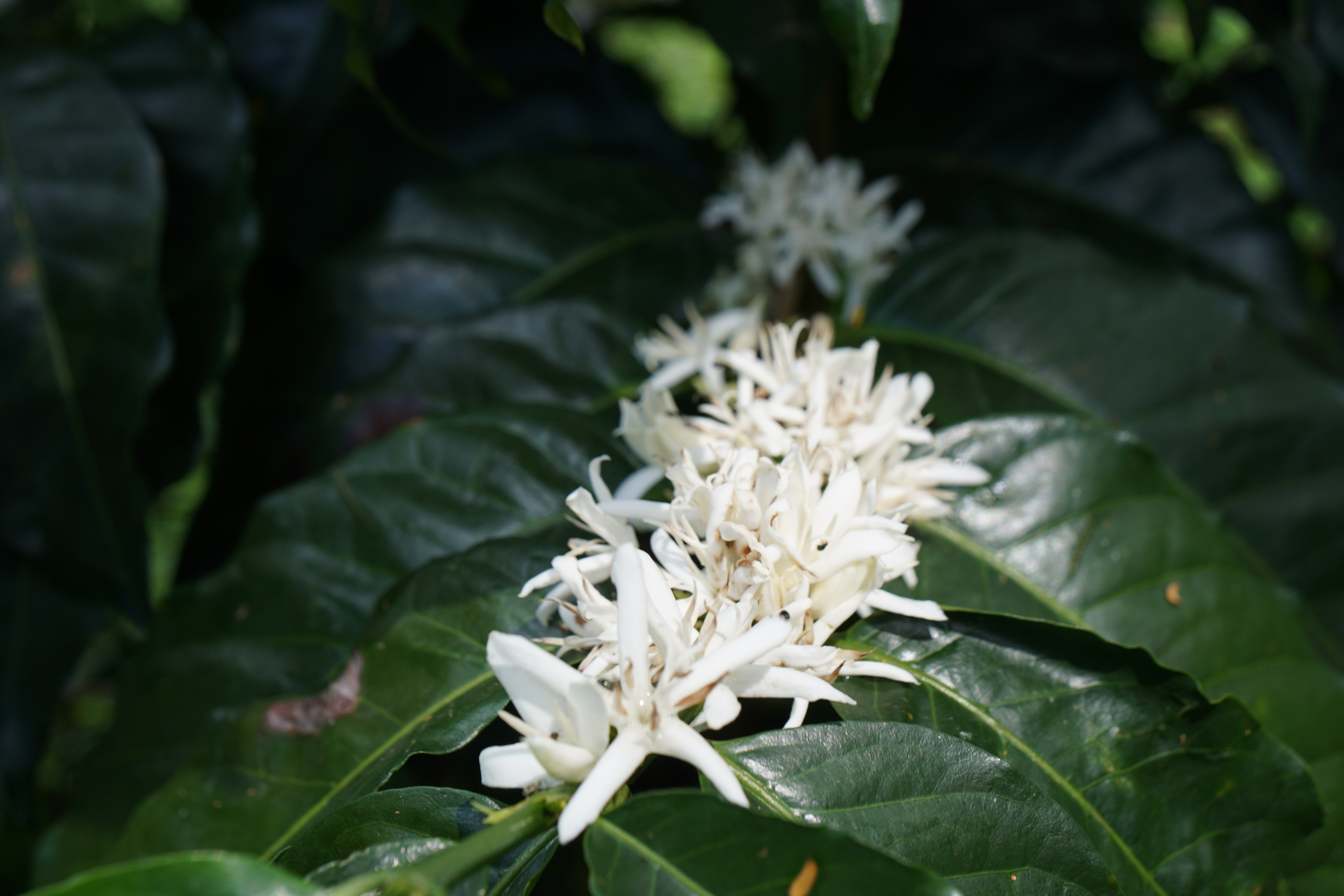 Blossom at the Enciso family farm