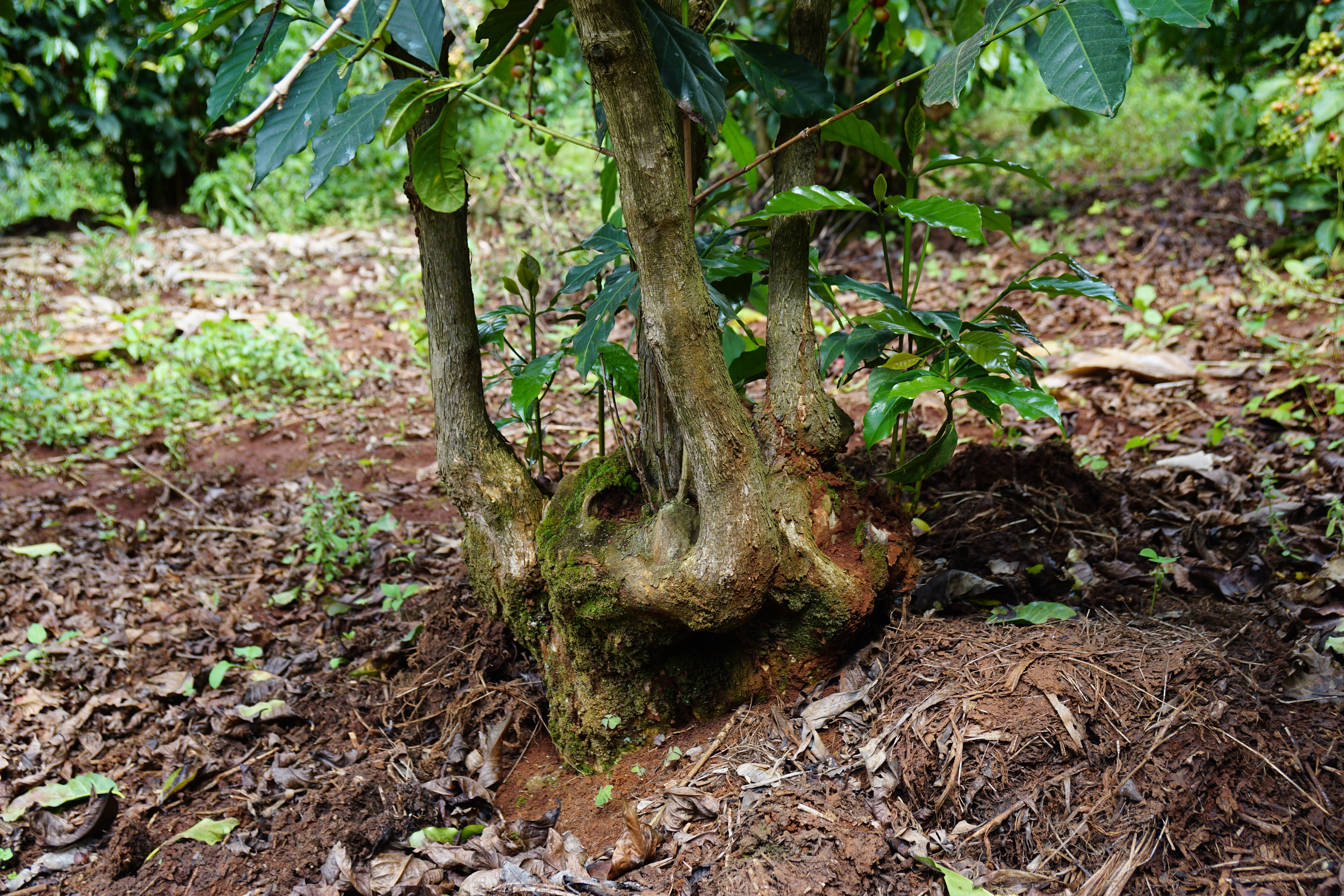 Look at the roots of those trees. They are over 50 years old and huge. Imagine how big the root structure has become and it only have to nurture a small tree.