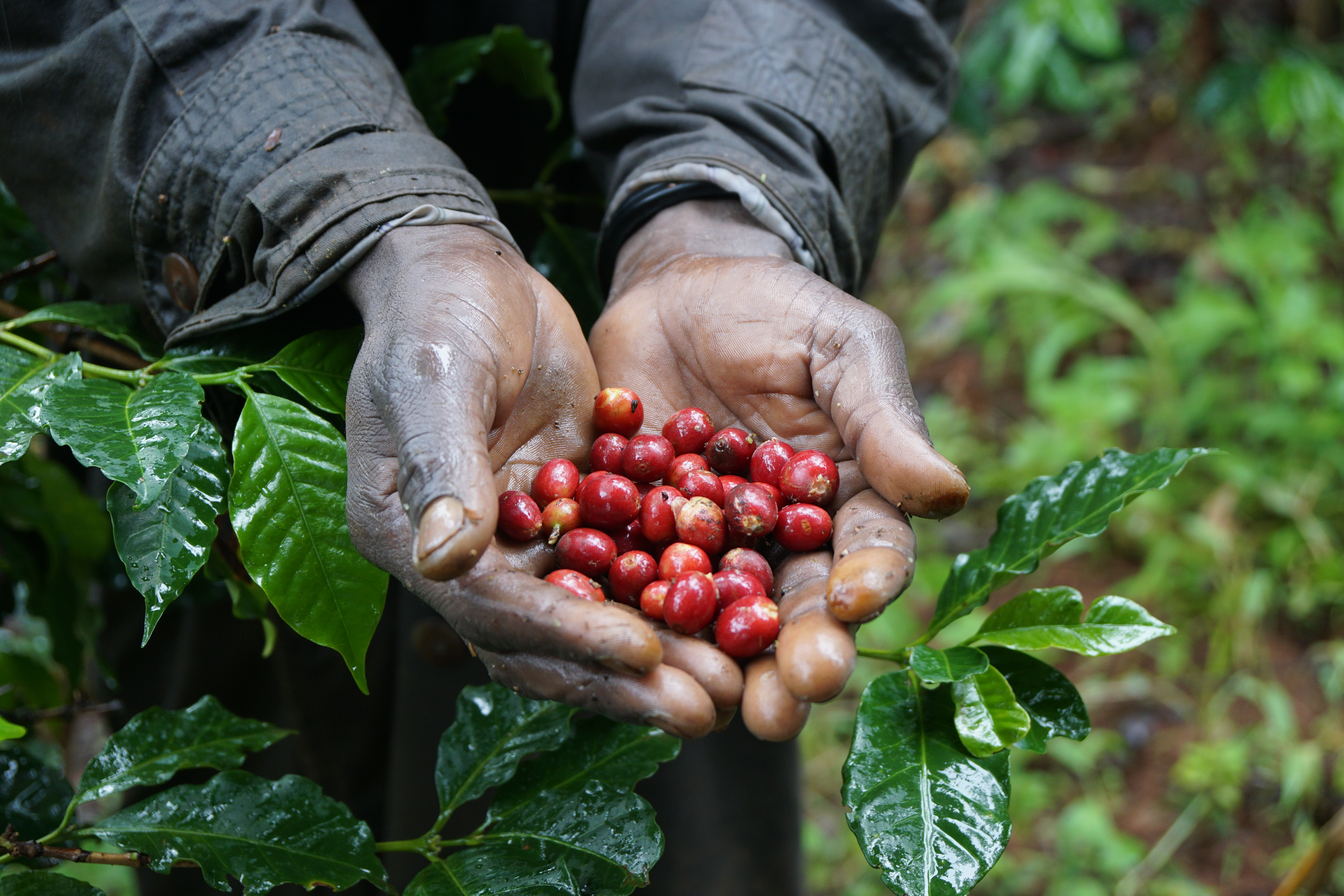 Fresh picked, fully ripe coffee cherries