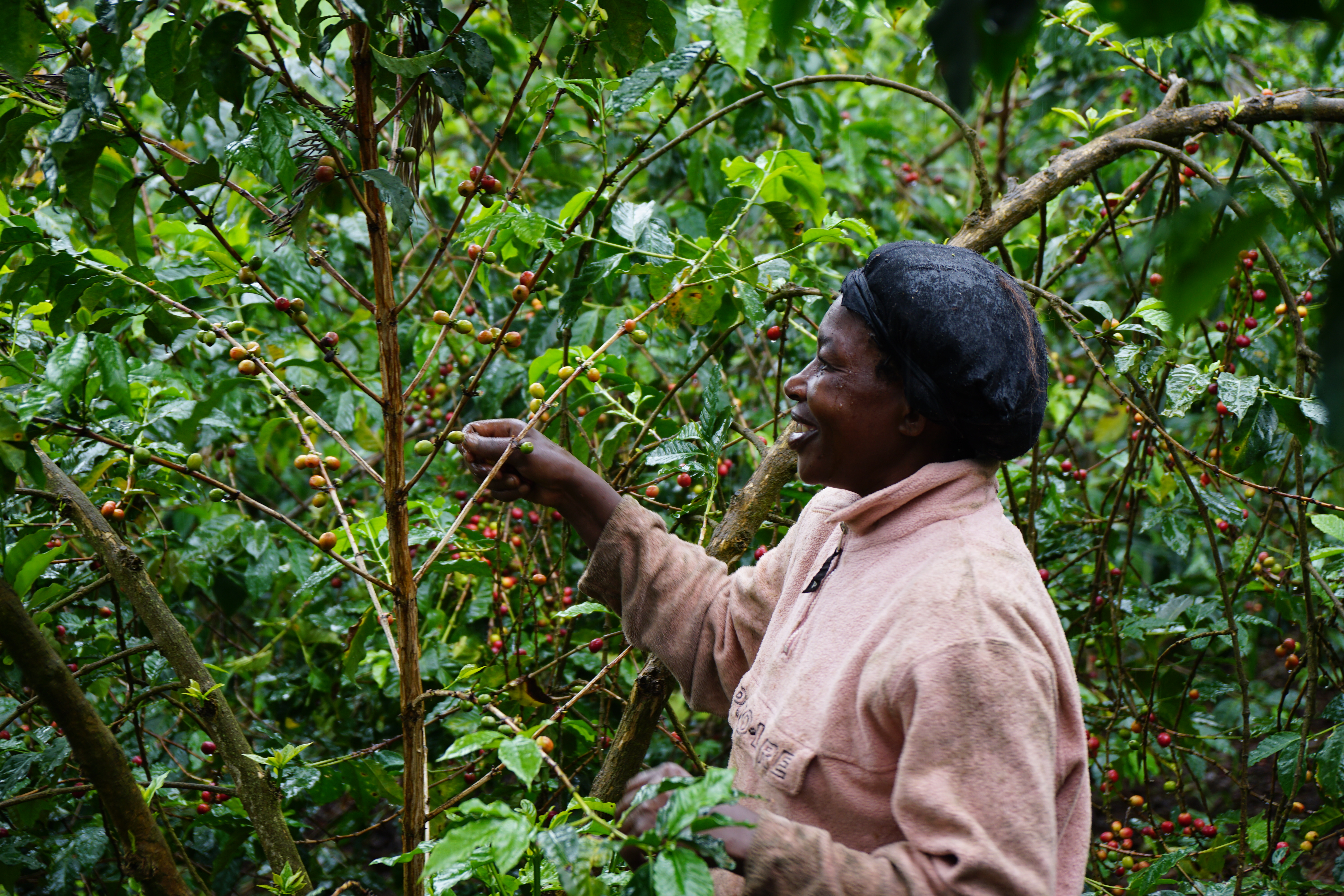 Kieni farmer picking her trees