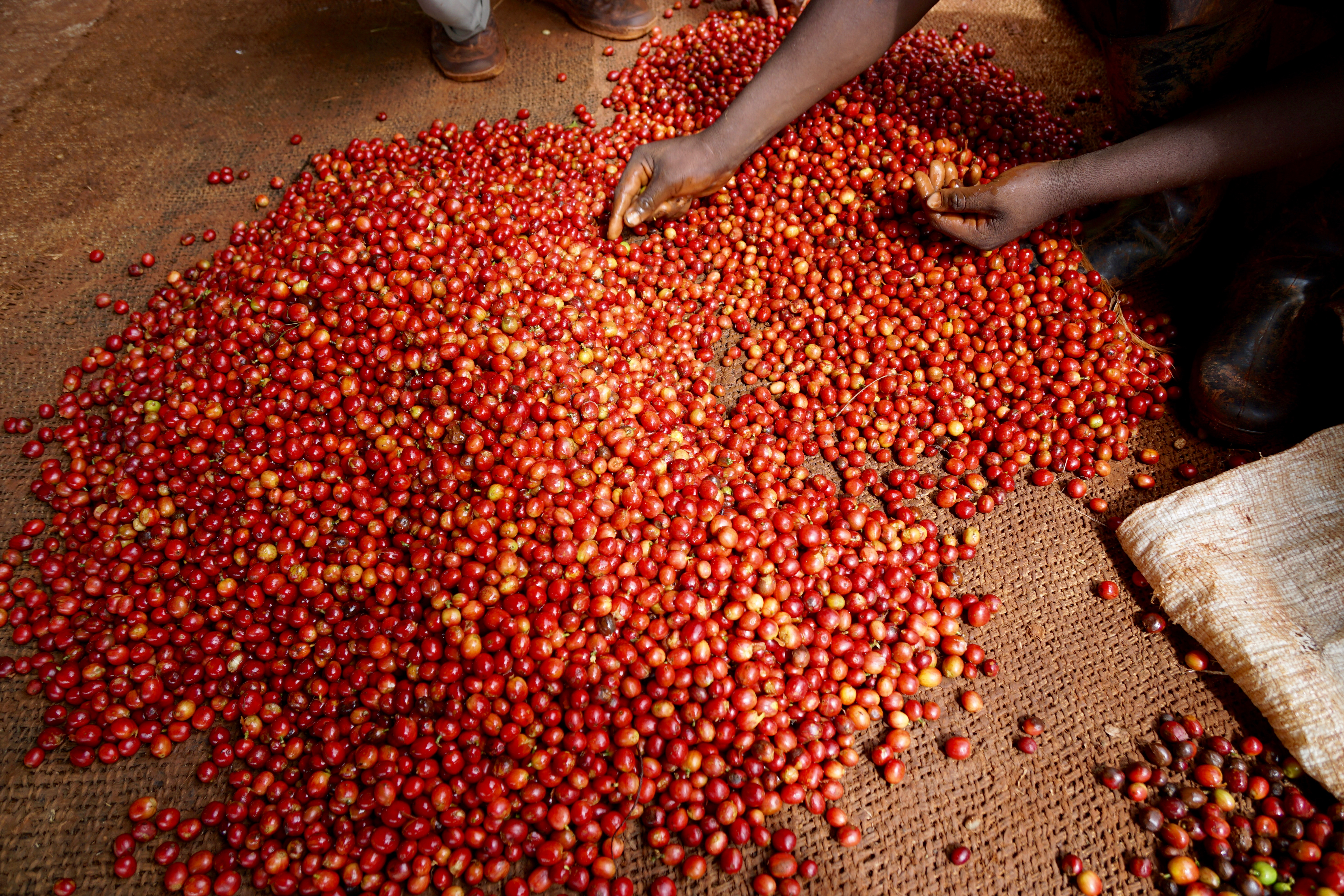 Hand sorting the coffee cherries