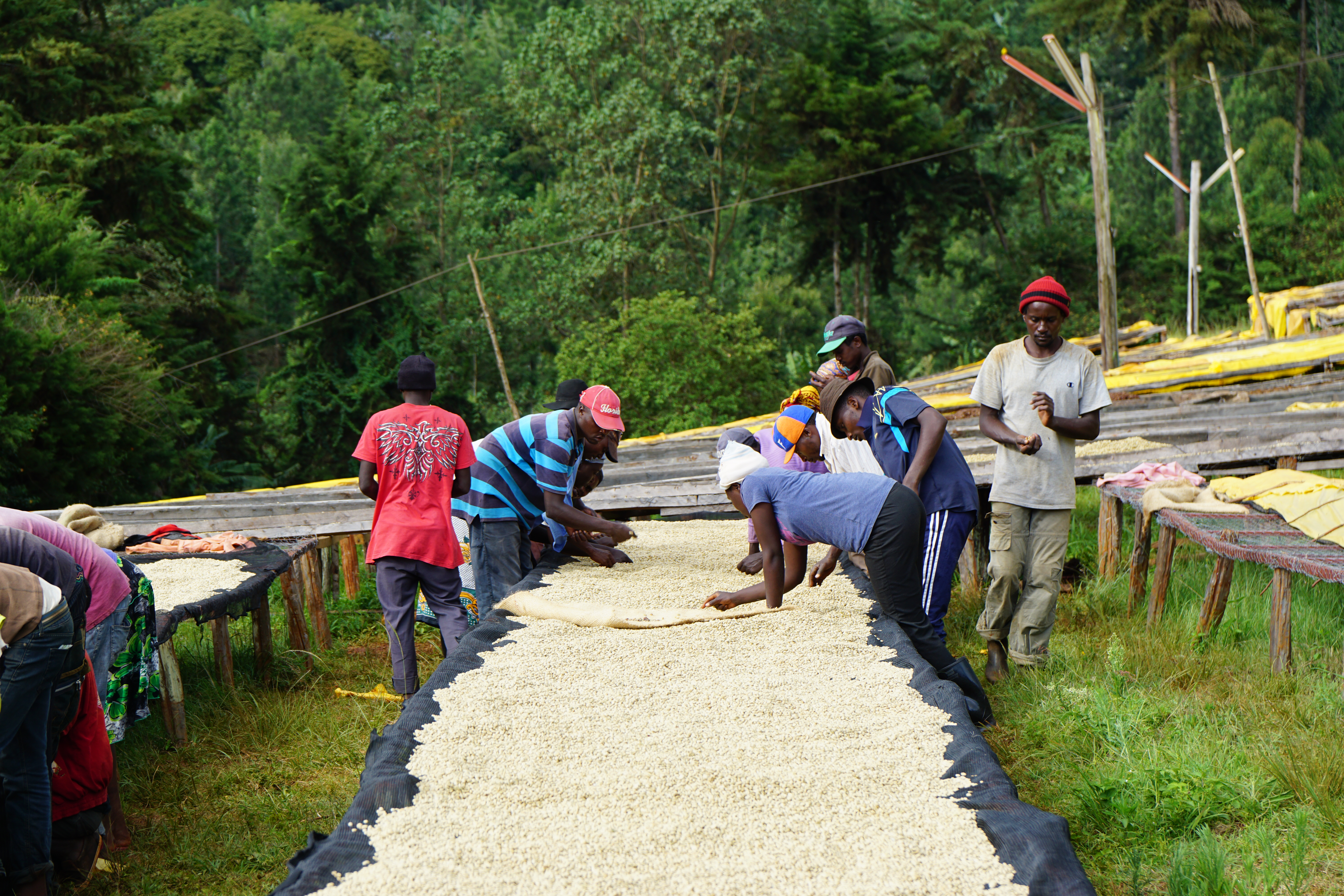 Sorting the parchement coffee as it's drying to get rid of defects. Also turning the coffee frequently to ensure even drying