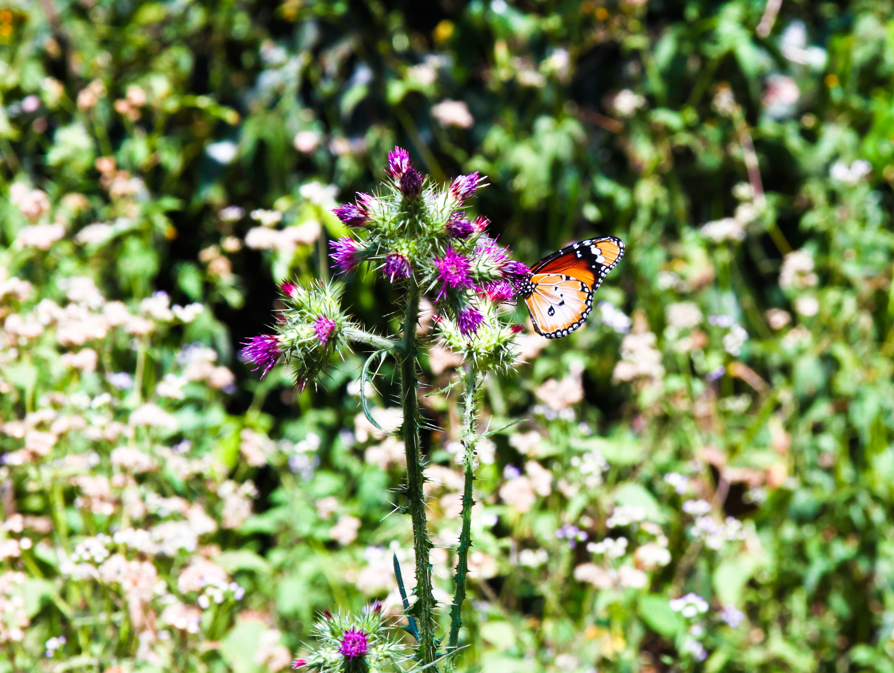 The wildlife at the farm is amazing. Lots of butterflies at Akmels farm – can they be seen as an indicator of a healthy nature? http://www.theguardian.com/environment/2015/nov/24/pesticide-butterflies-declining-uk-study