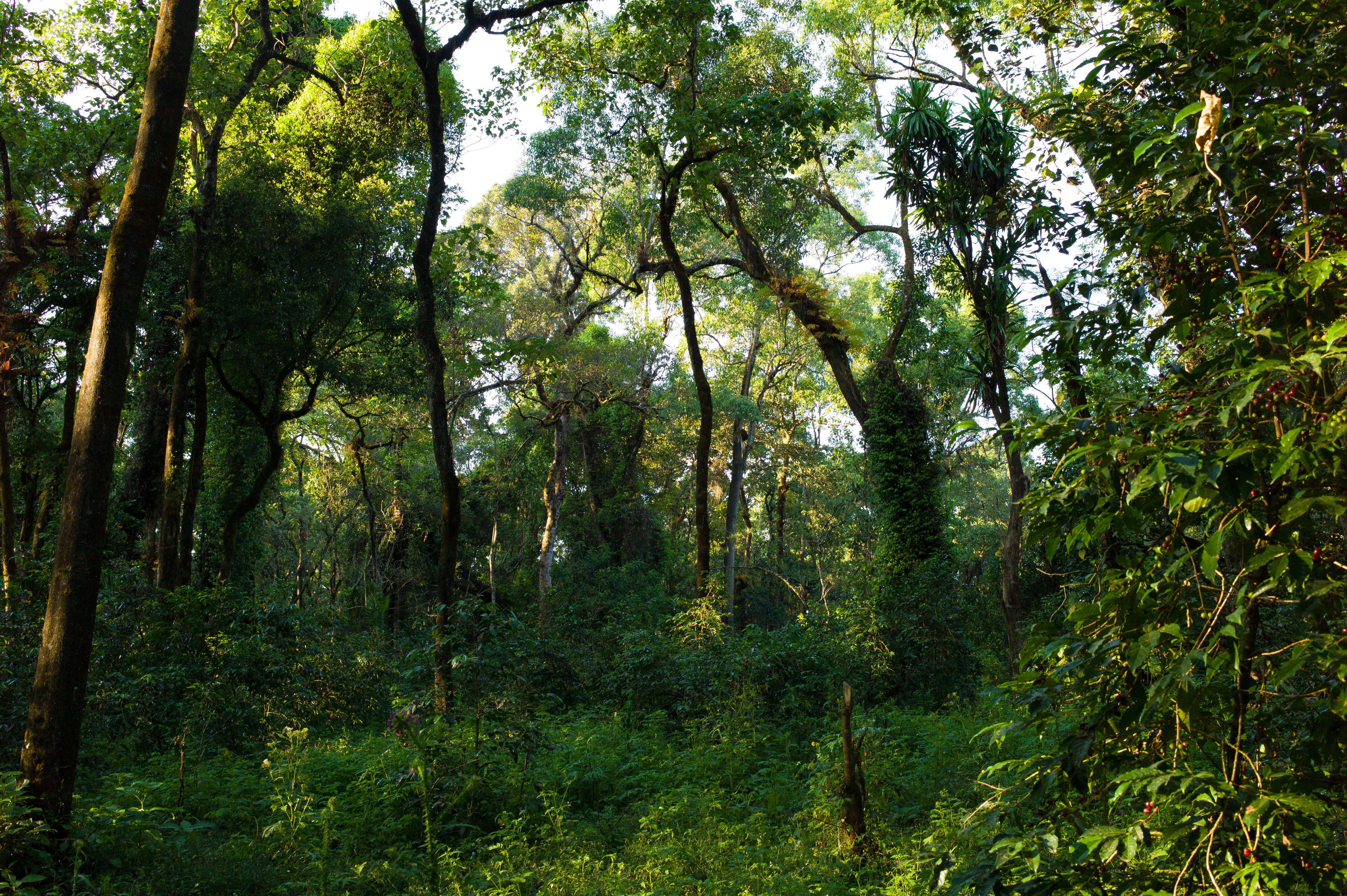 The shadow trees are very tall giving room for lots of air moving under them. Really great for the coffee