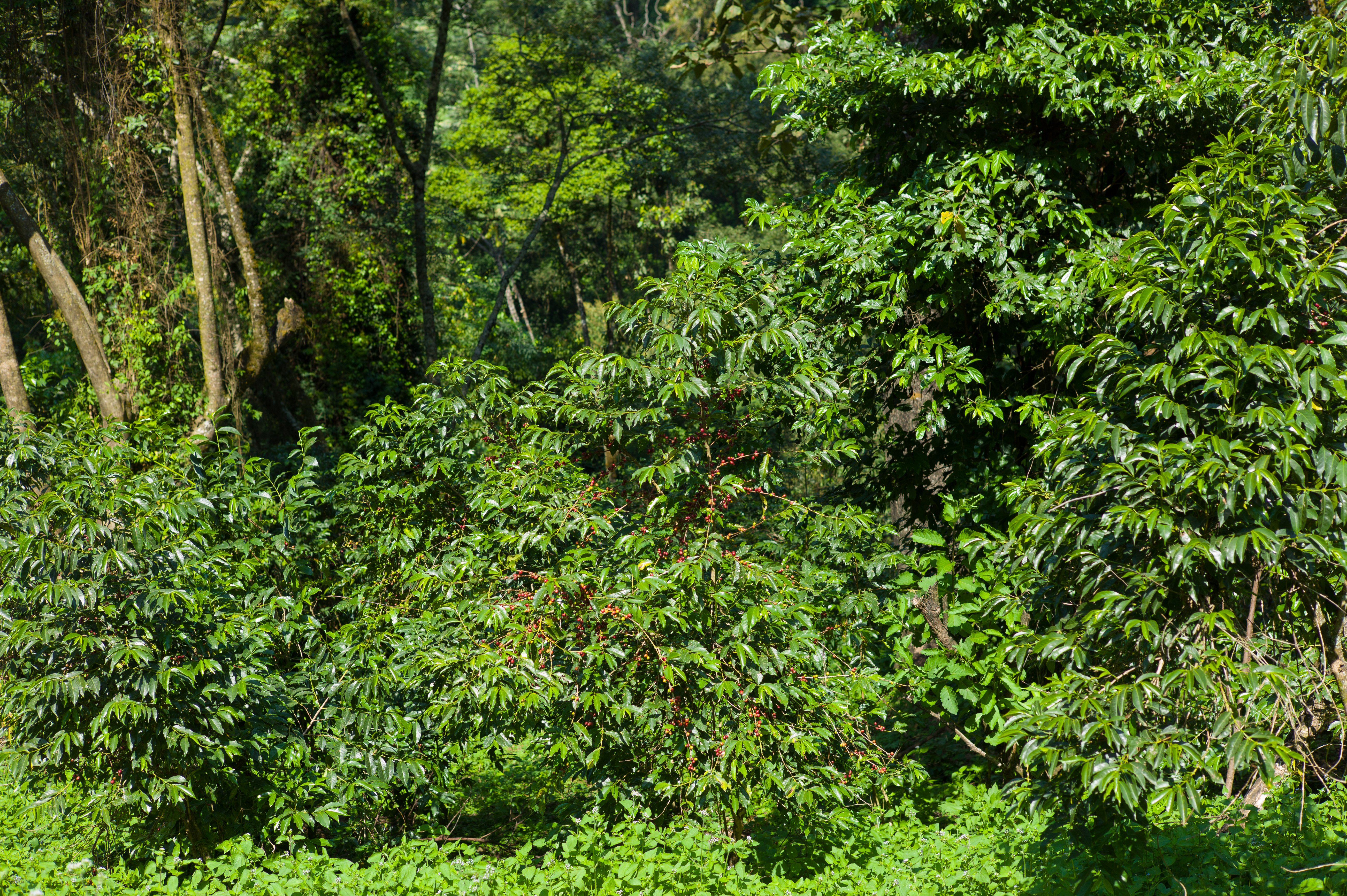 Coffee in the jungle