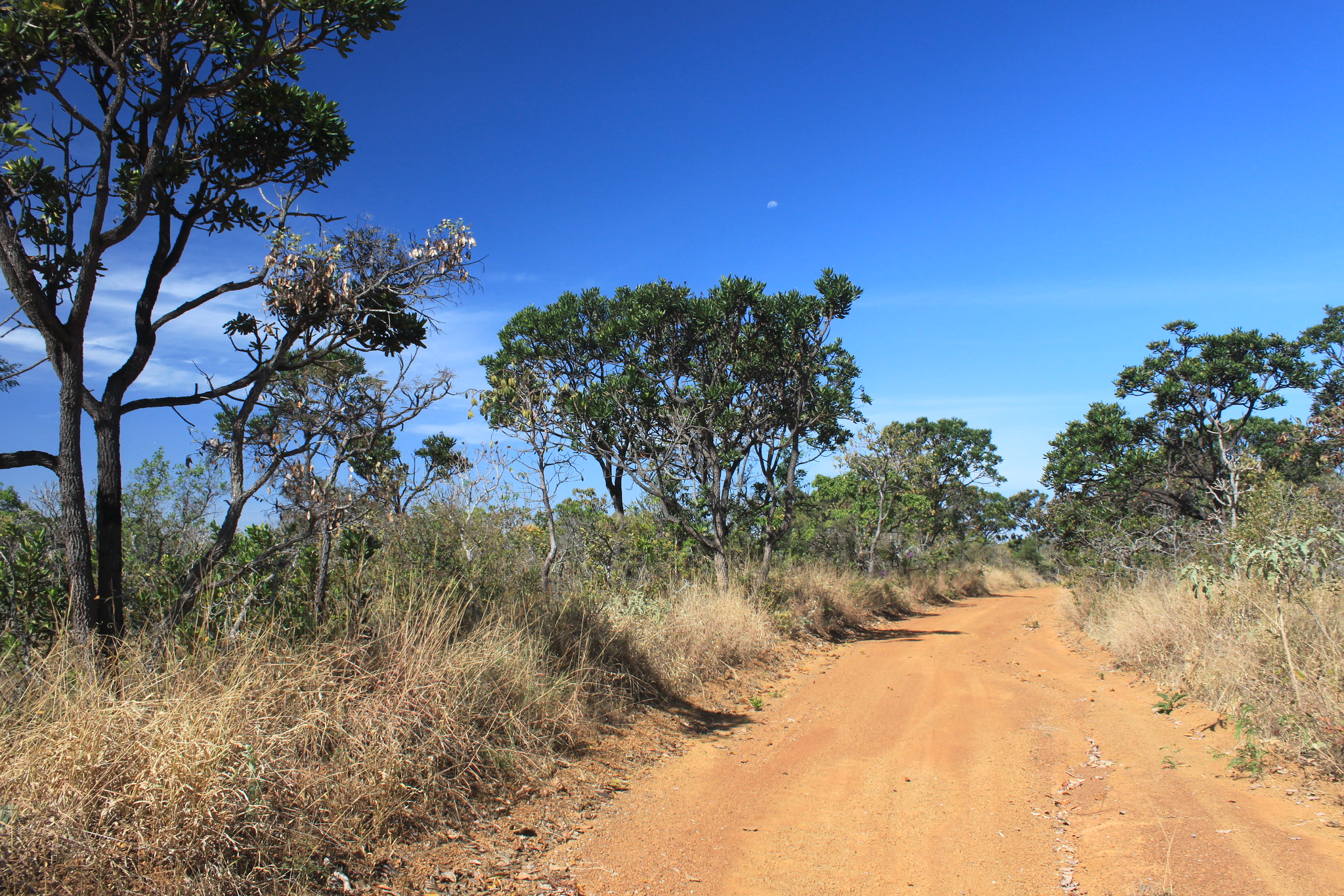 Cerrado vegetation at Daterra