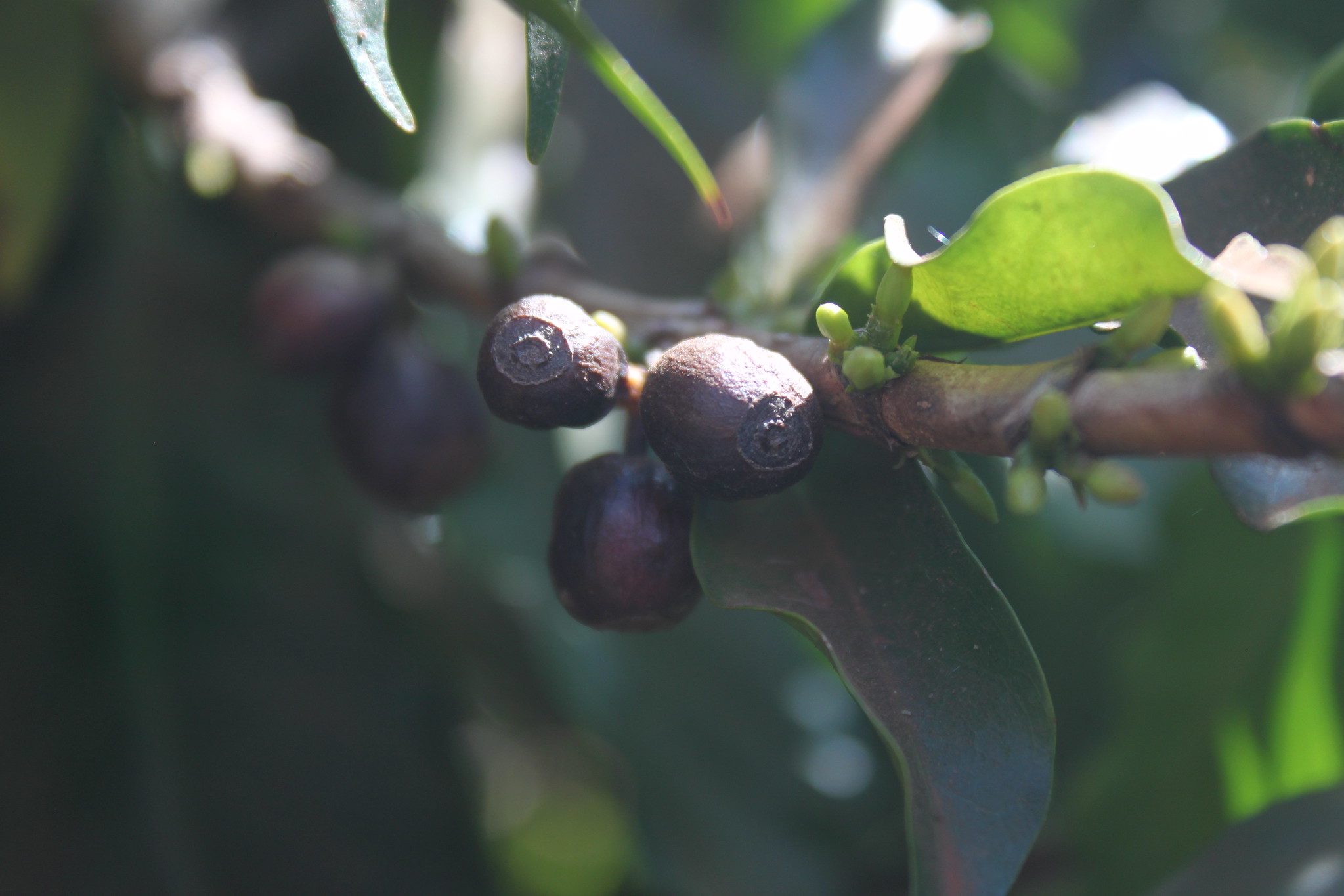 Cherries, left to dry on tree.