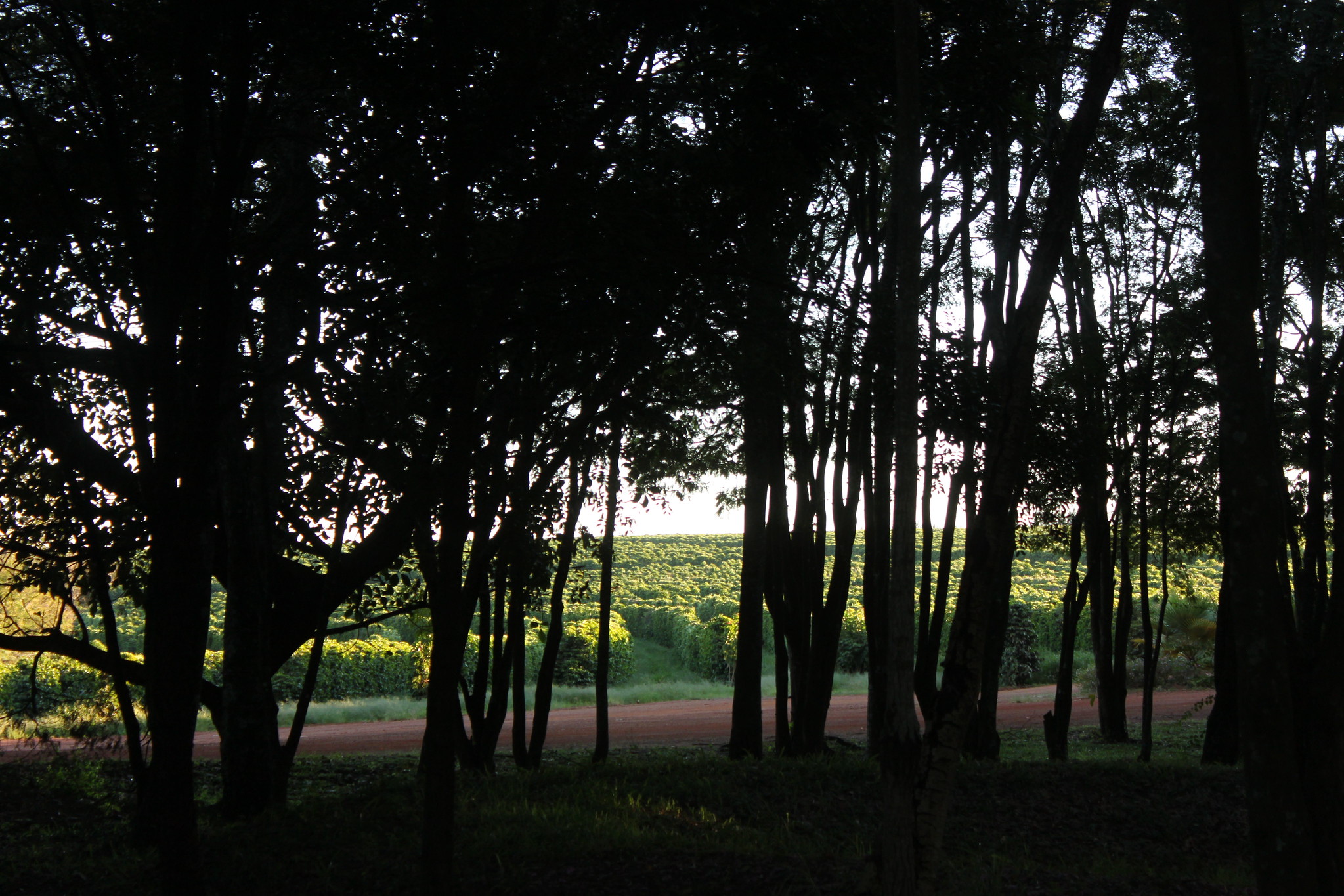 Morning at Boa Vista, Daterra