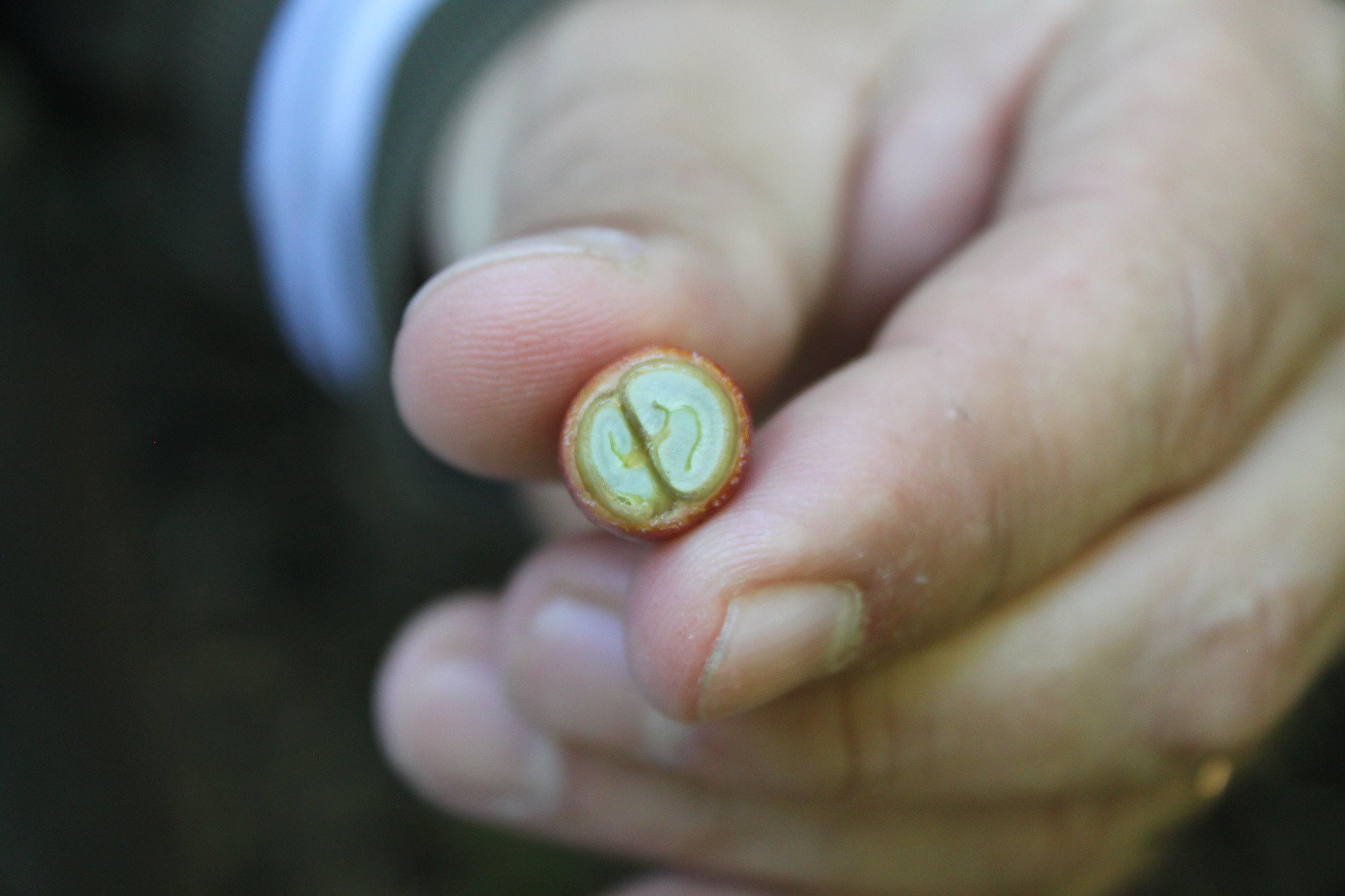 Section of a good cherry.