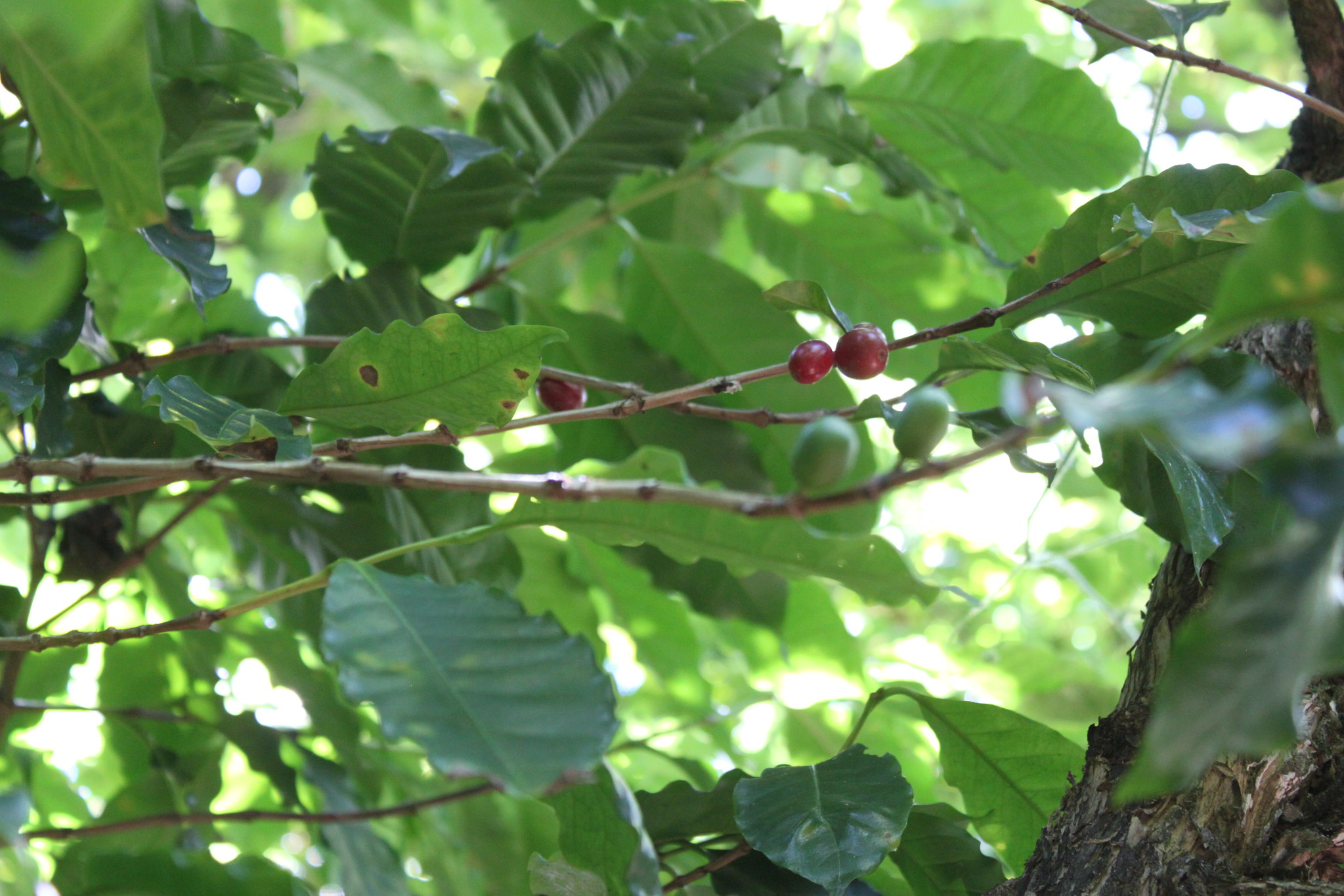 At the free growing field there won´t be much coming, due to overproduction last year