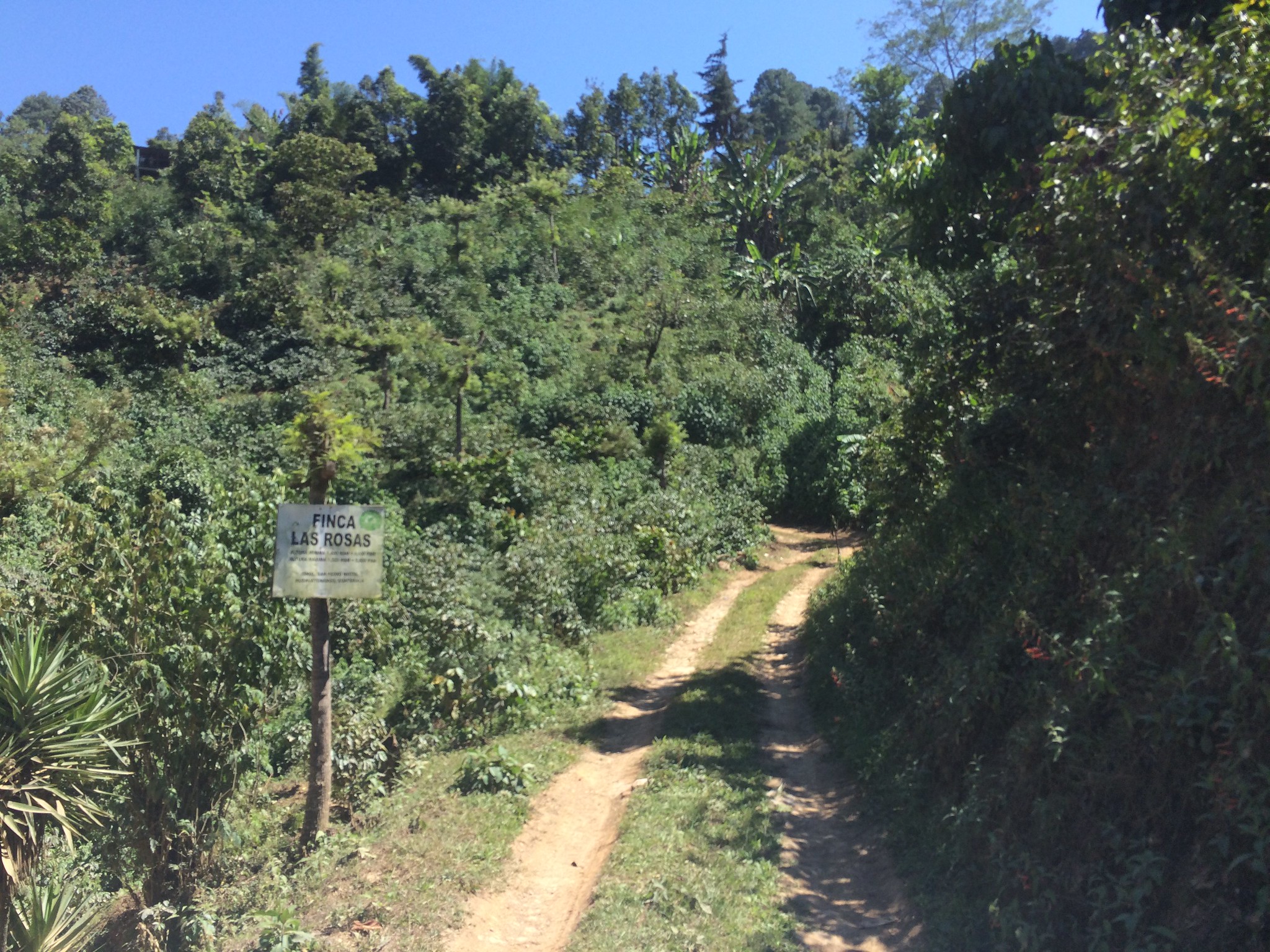 Entrance to Finca Las Rosas, Huehuetenango, Guatemala. Owned by Rolando Villatoro.