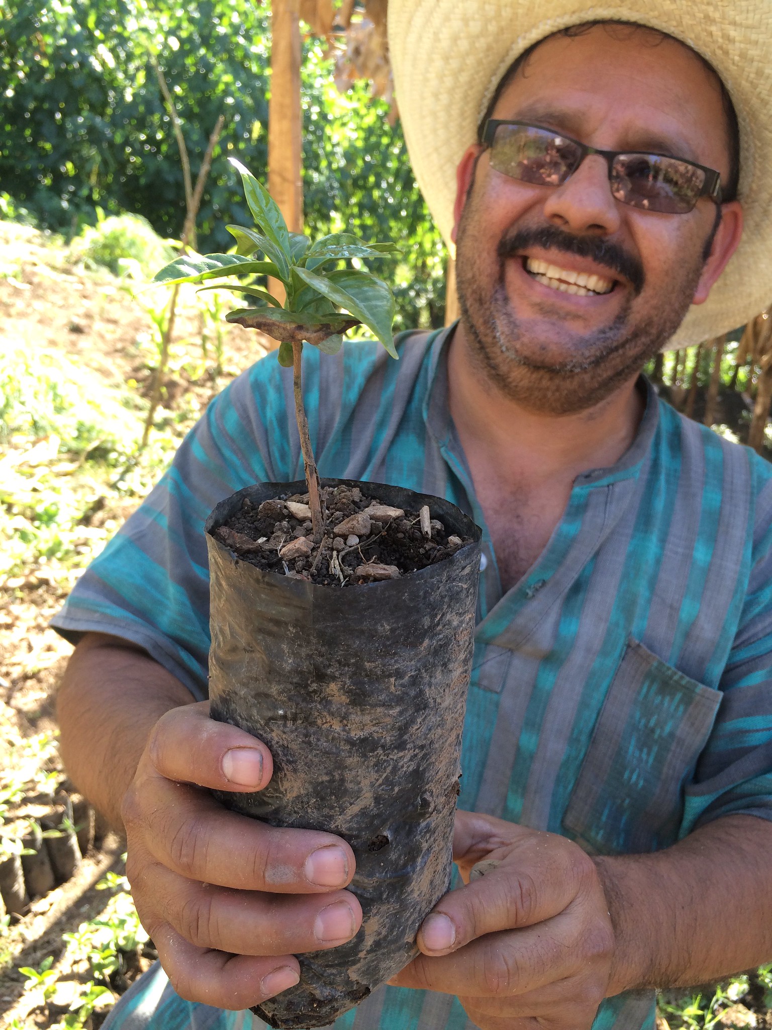 Rolando showing how they craft a top of Gesha on roots of Catimor, to try and make good tasting rust resistant plants