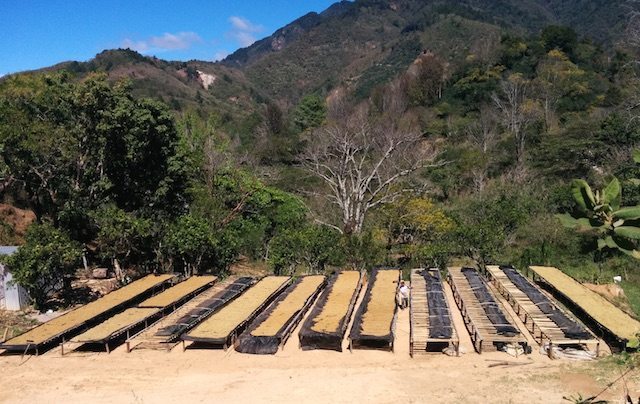 Don Nacho's wet mill. Honey processed coffee on the drying tables.