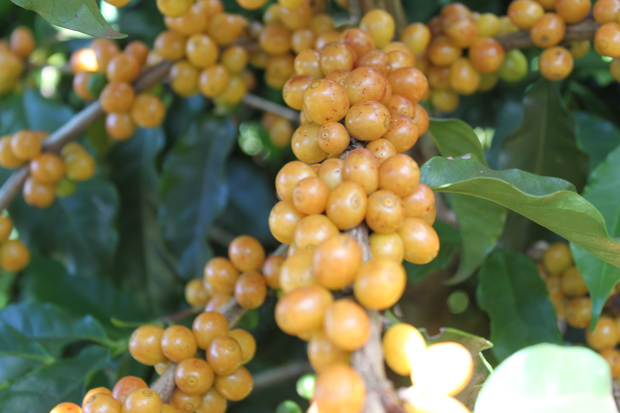 Full Bloom from Daterra