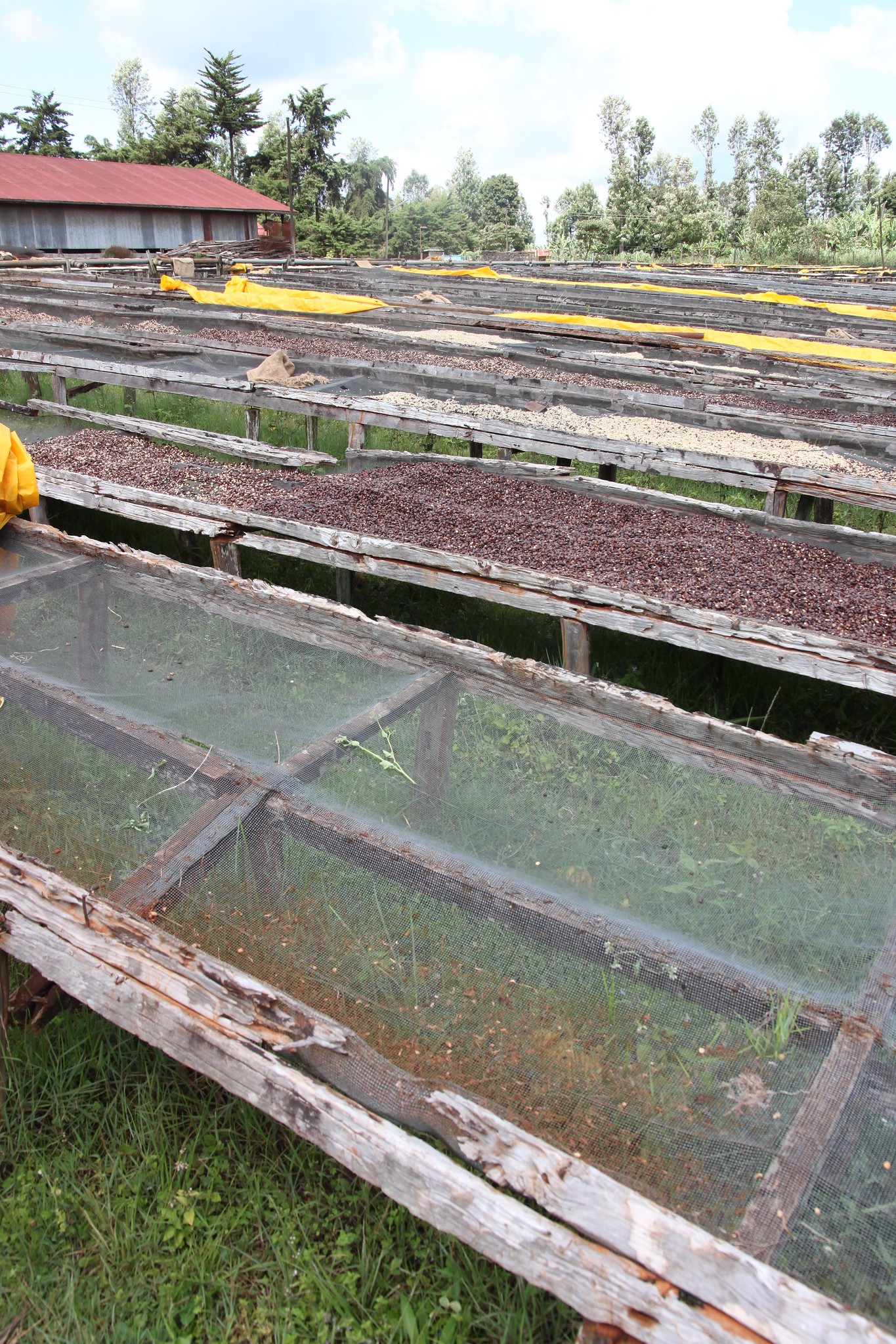 Why new metal drying tables are needed. This is at Kiamabara factory which is also part of Mugaga society