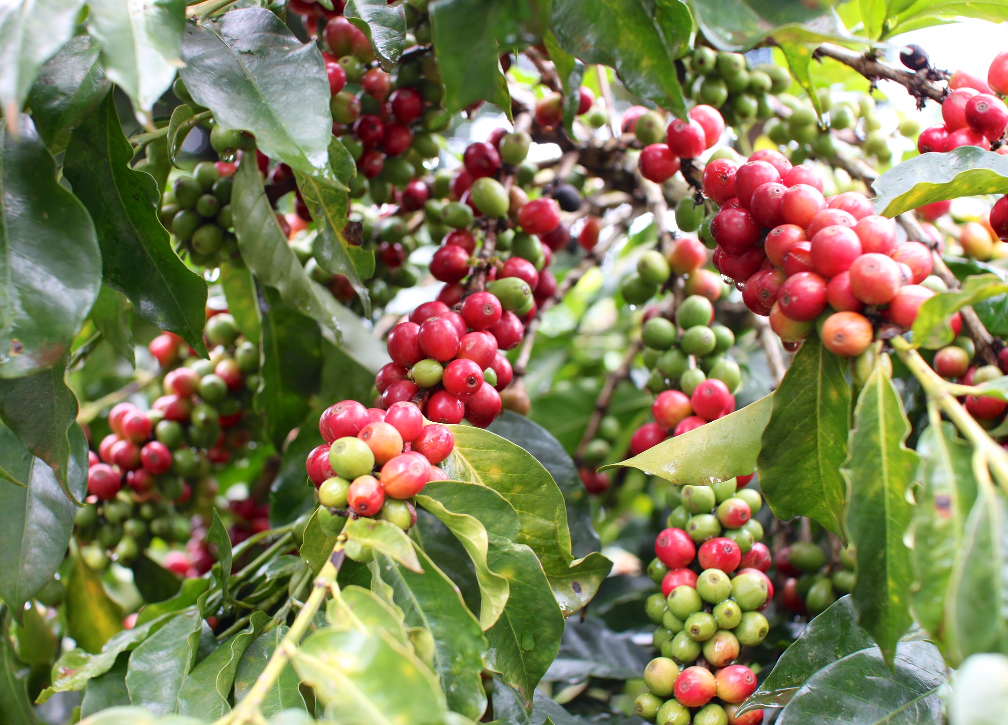 Beautiful cherries at a Kieni farm