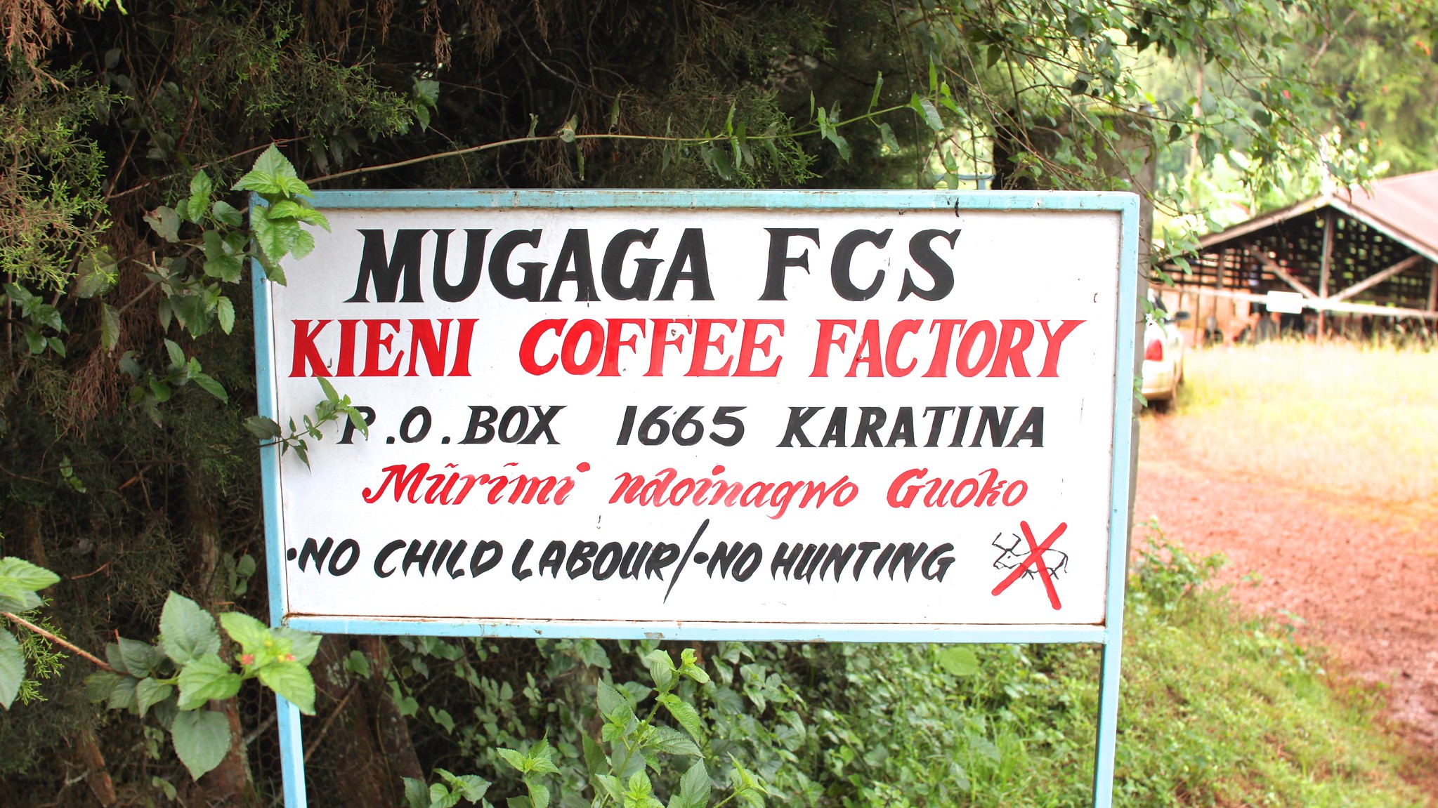 Mugaga society where Kieni is one of five members.