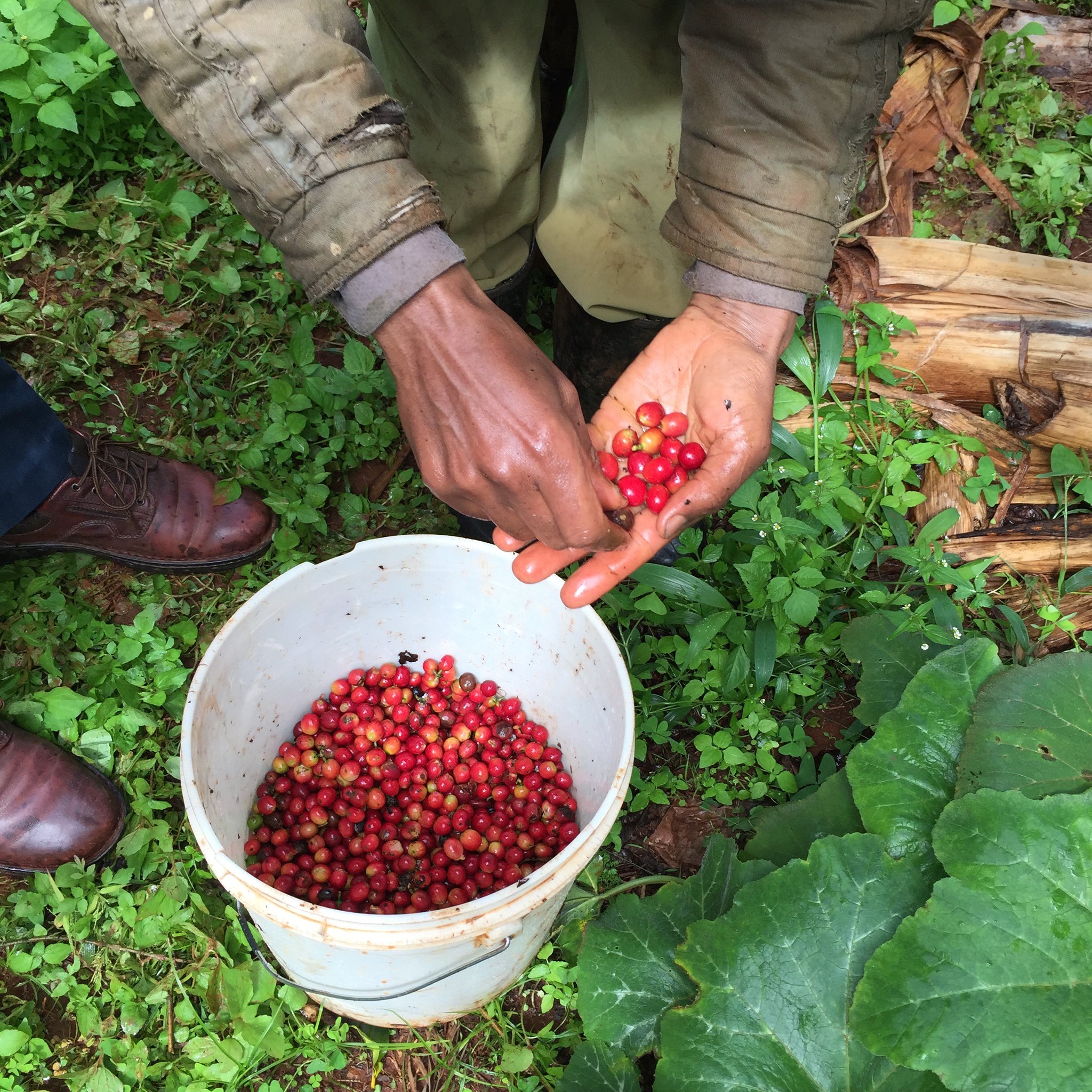 Video from the harvest at Kieni