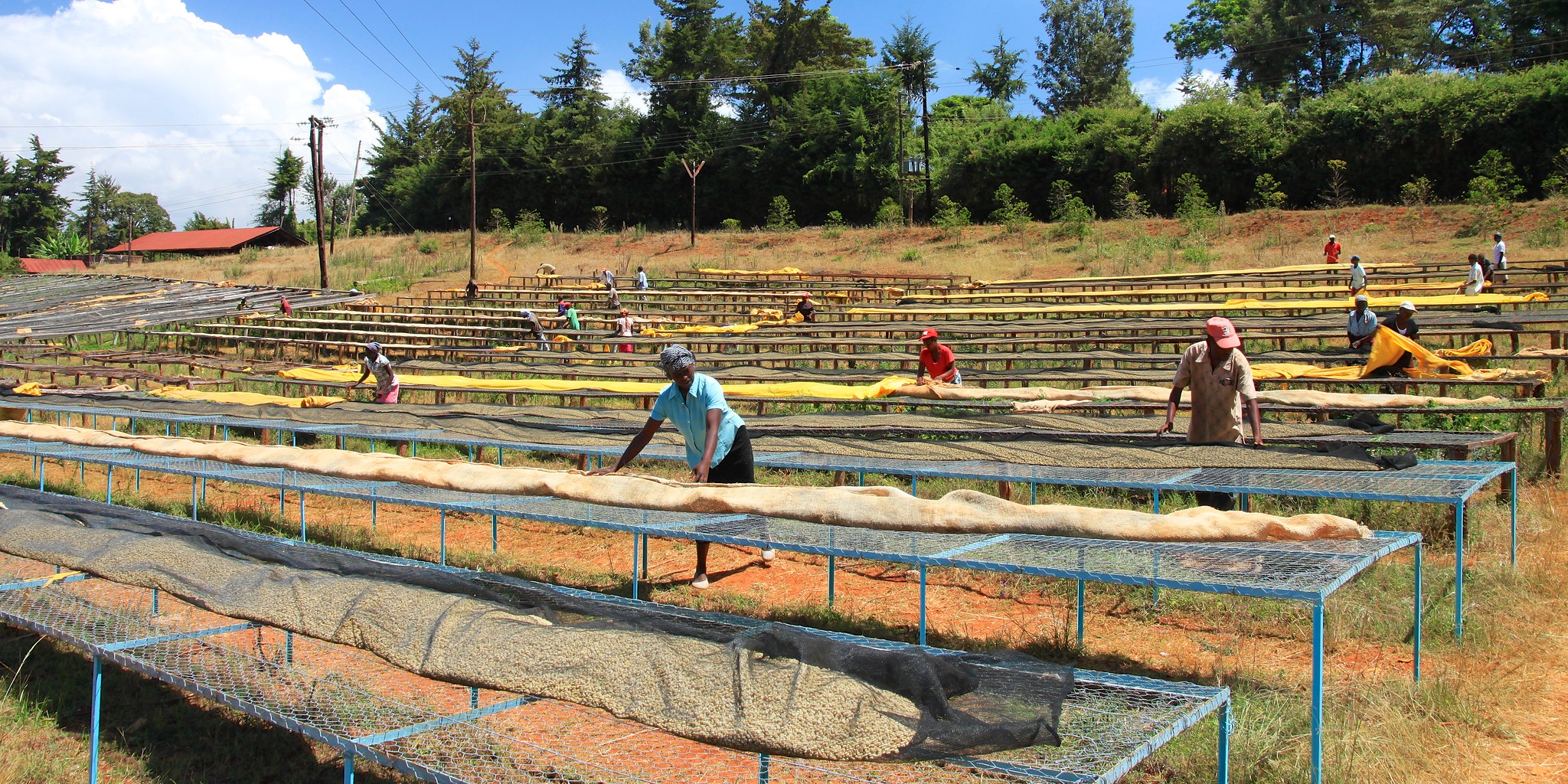 Drying tables at Kieni.