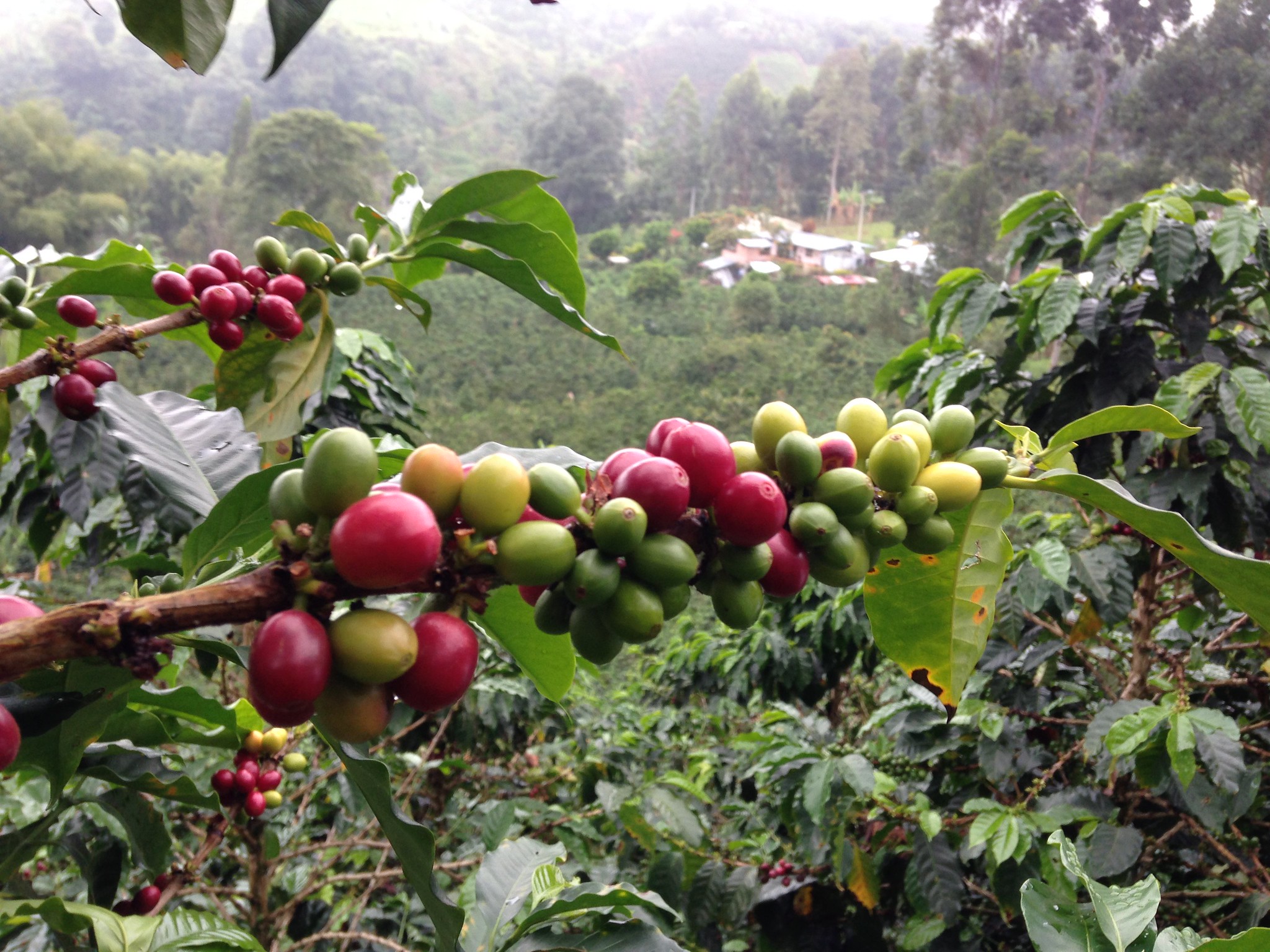 Coffee tree with Finca El Prado in the background.