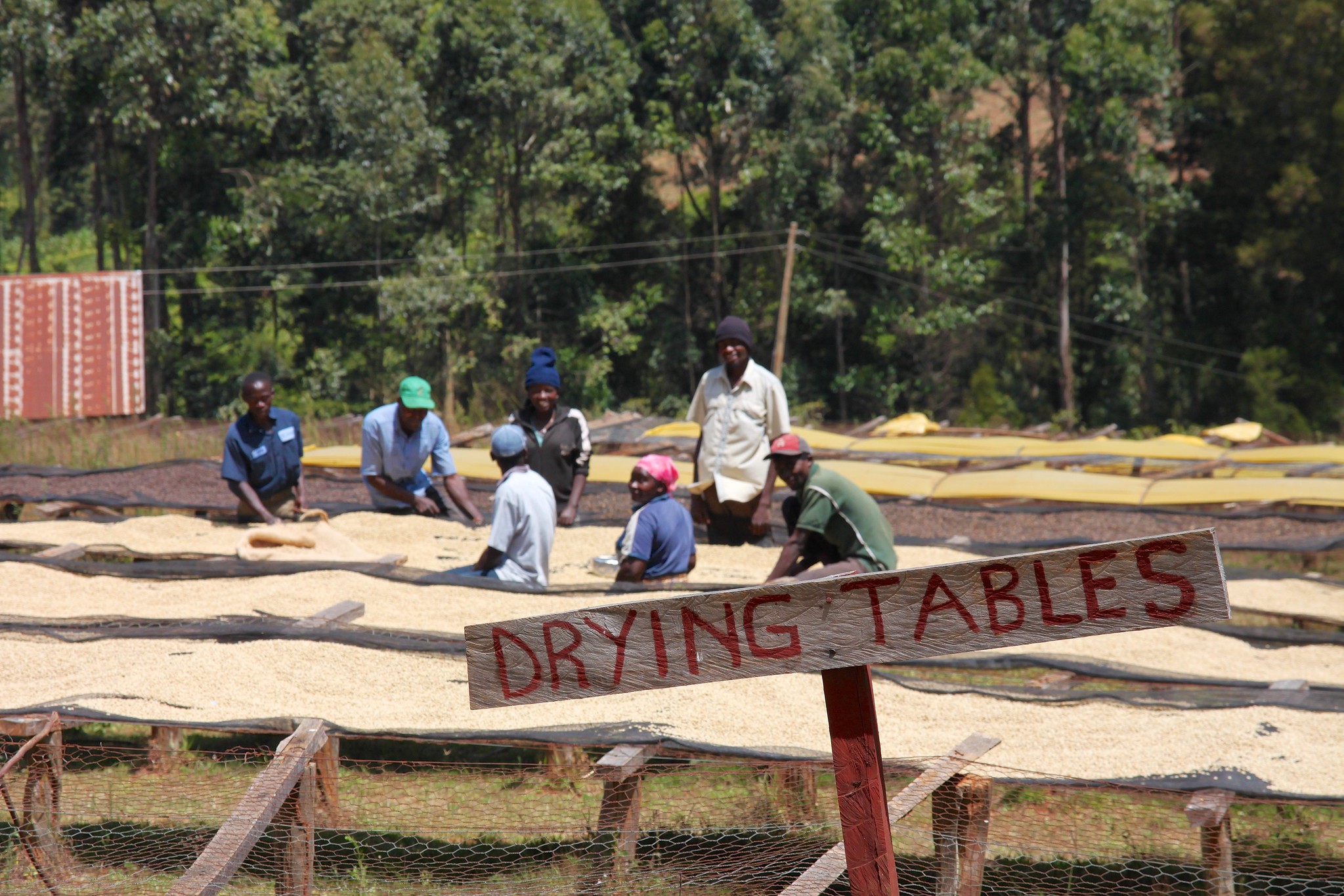 Gituara Mill Drying Tables