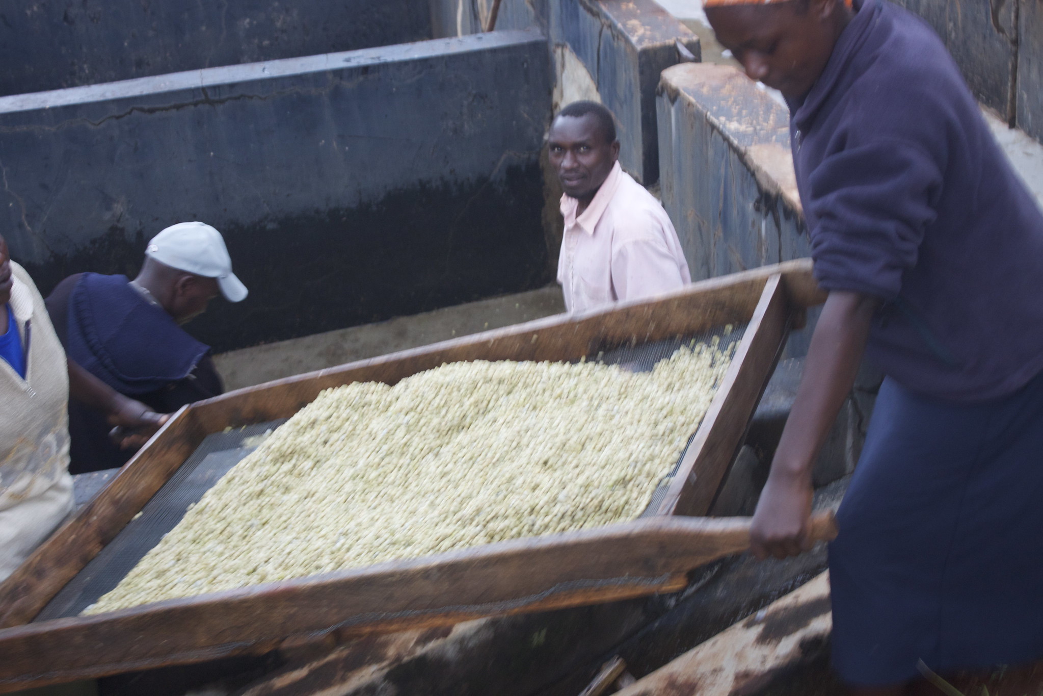 Moving the wet parchment