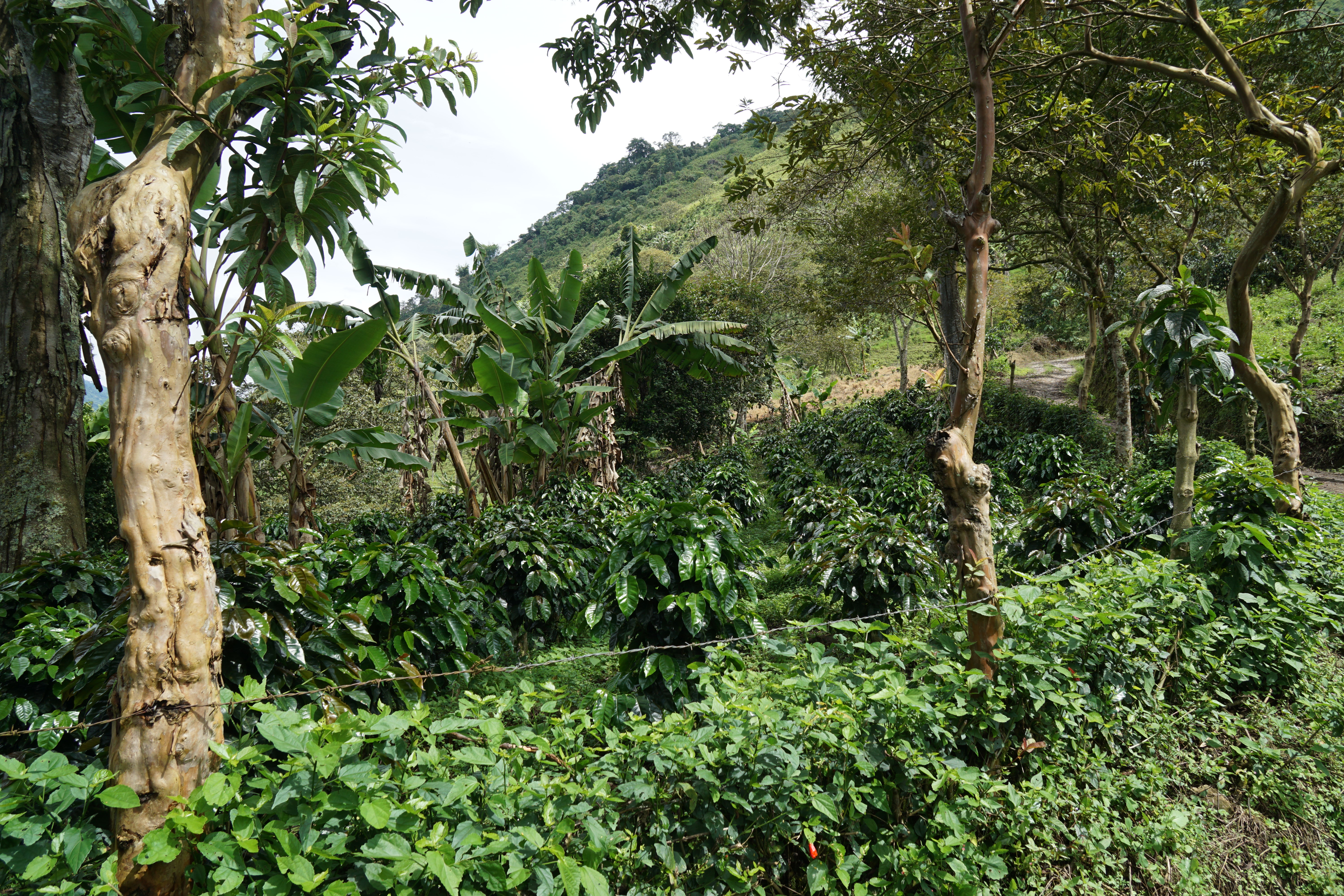 On of the Enciso family's coffee fields, La Isla