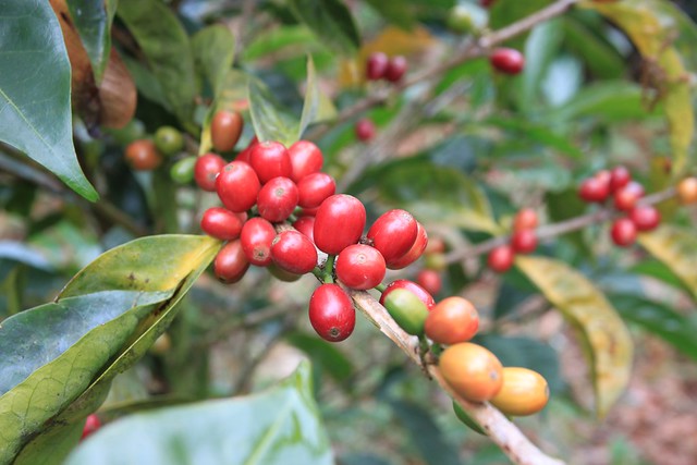 Geisha cherries