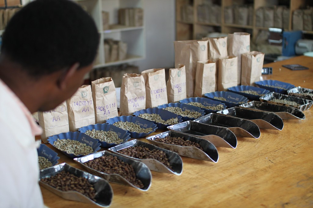 Cupping at CKCM, Central Kenya Coffee Mill, Nyeri.