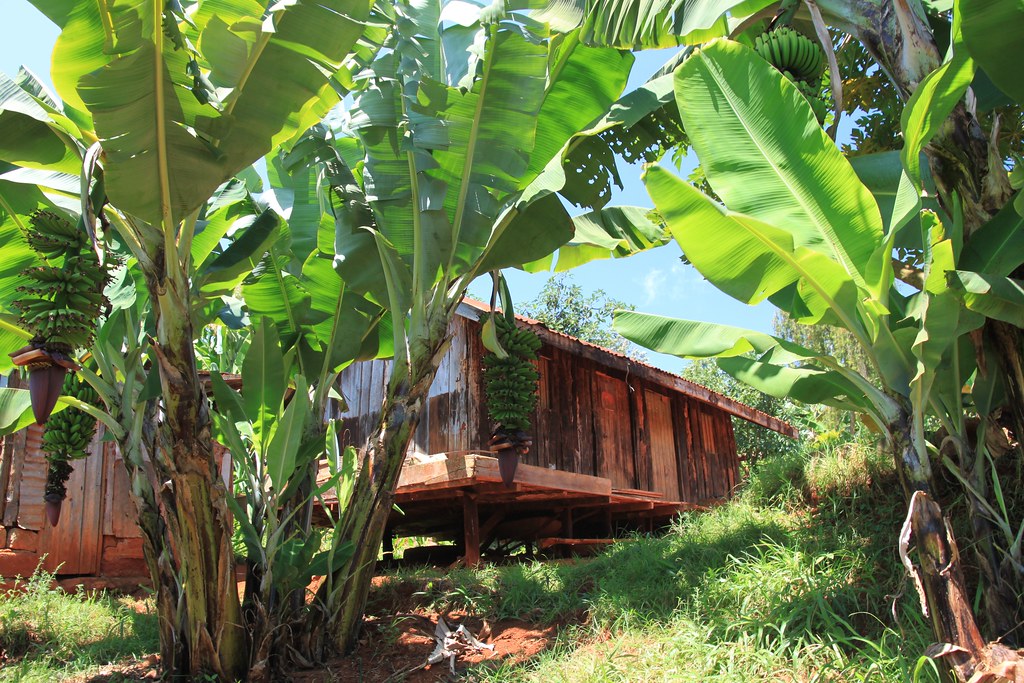 Visit to one of the Kieni members. Growing beans, maize, banana, mango, avocado and around 800 coffee trees.