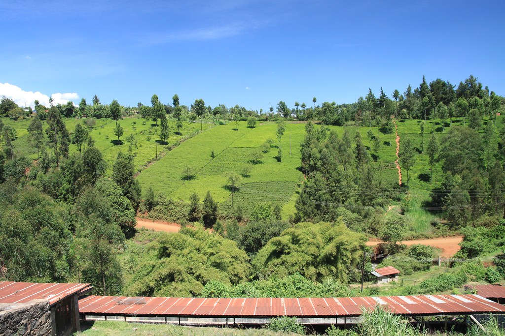 Karatu Factory, Gitwe Society, Thika region.