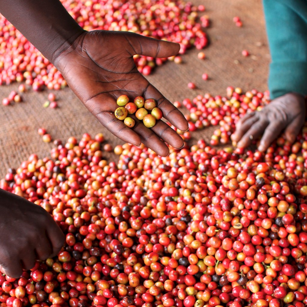 Picking out unripe cherries at the Kieni wet mill.