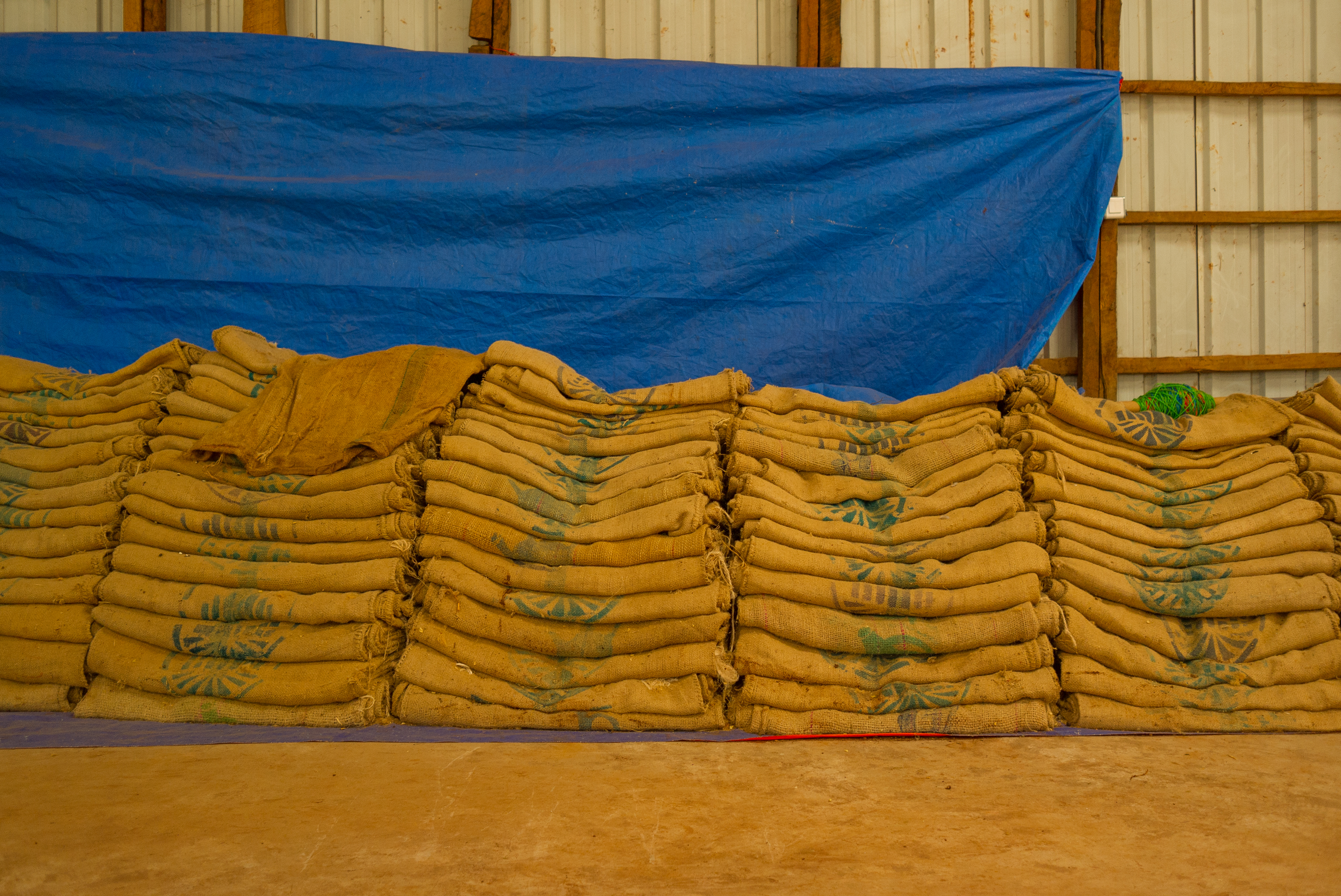 Bags ready for harvest