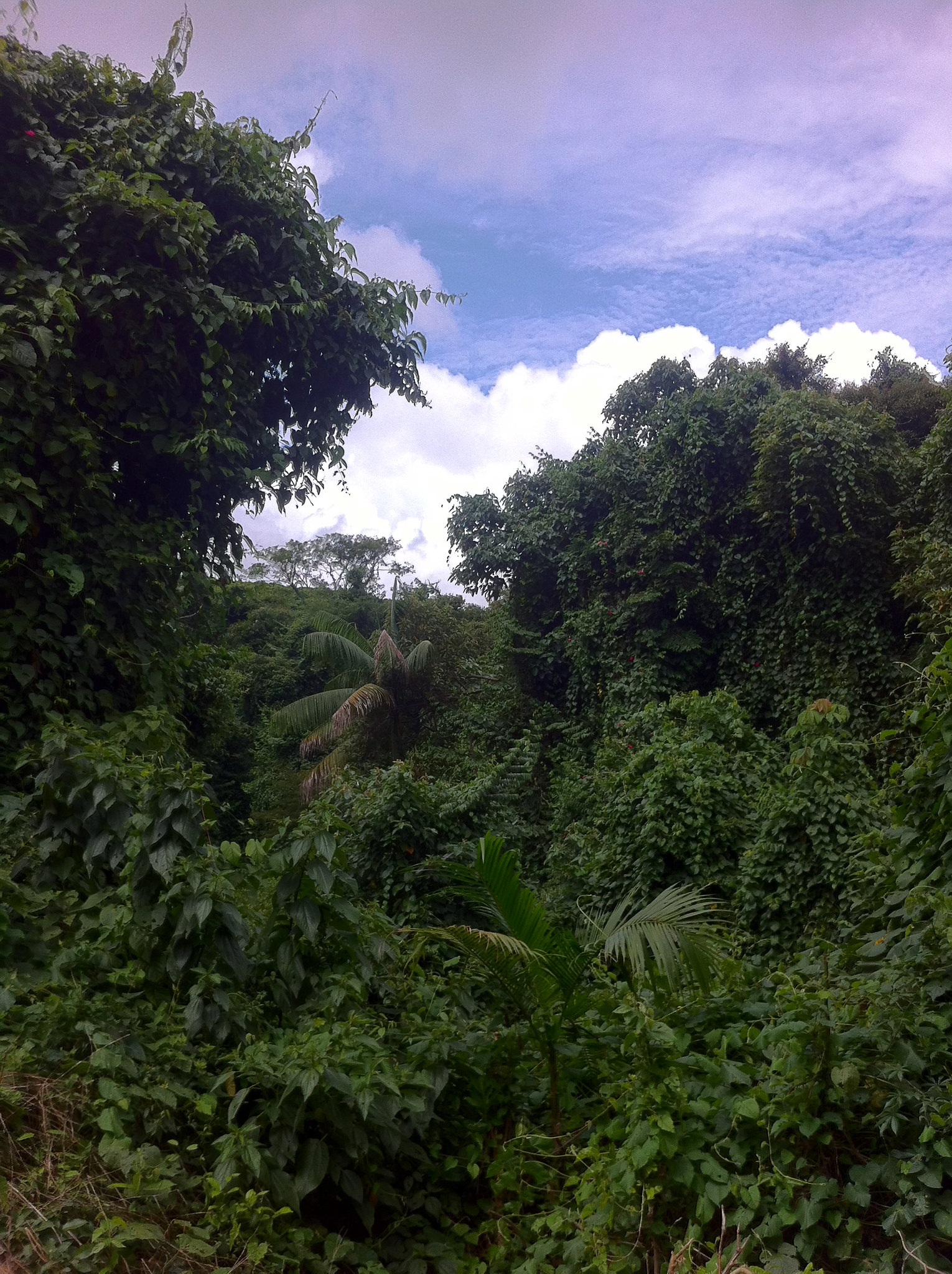 Dense vegetation.