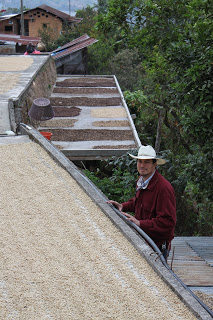 drying beans.