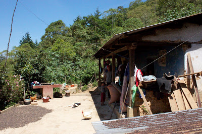 houses situated in the middle of the farm. 