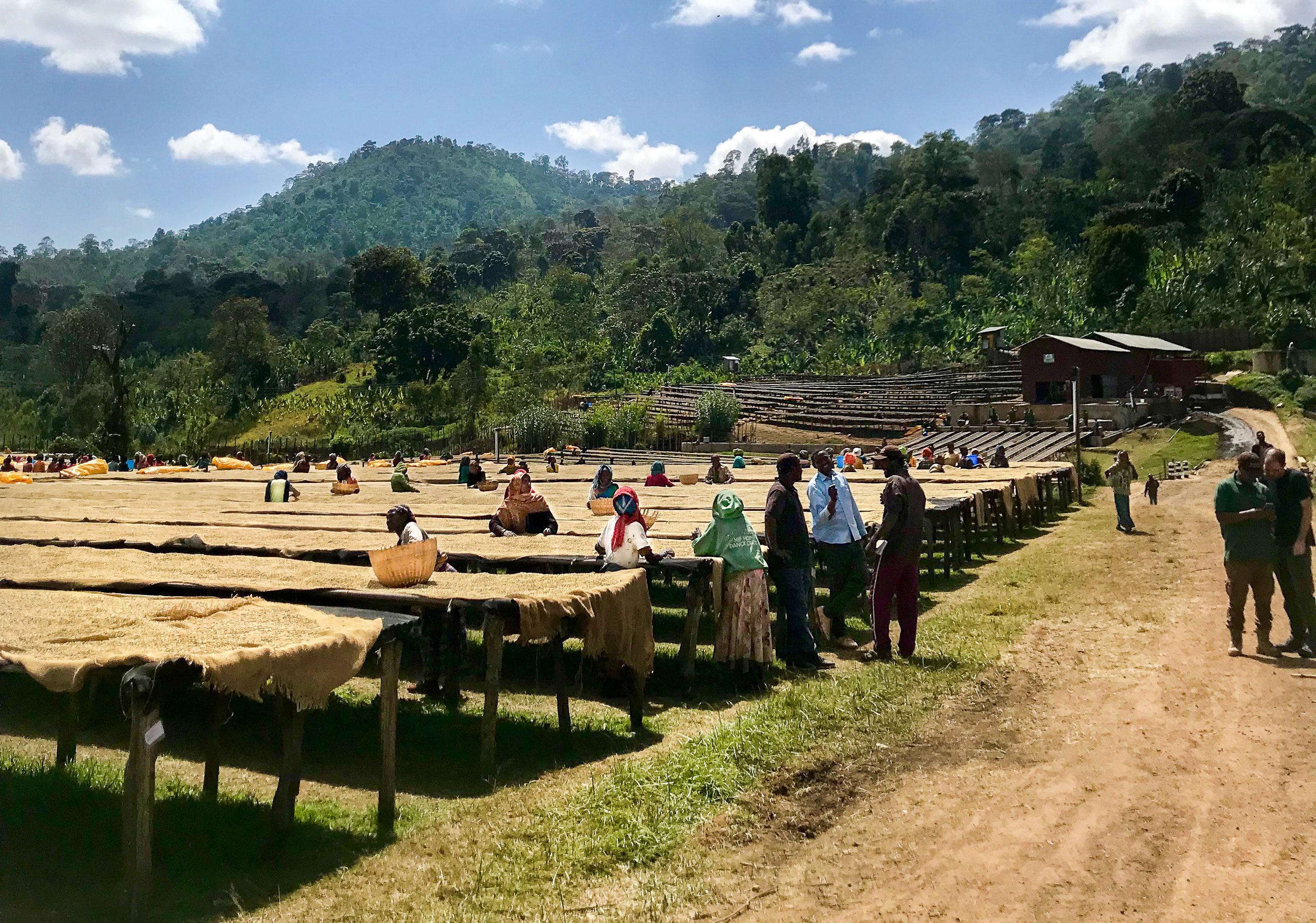 Drying Tables at Halo Beriti