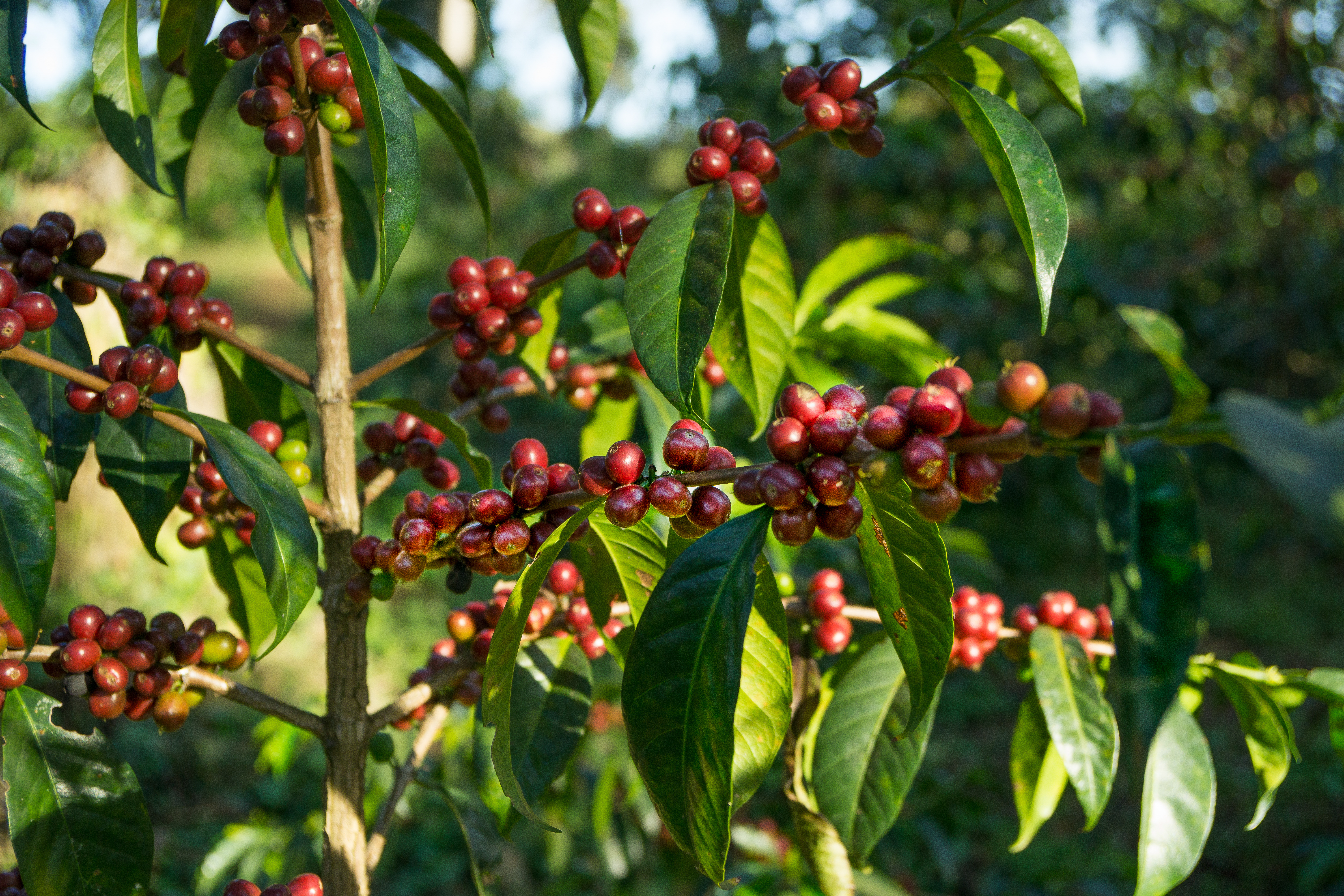 Ethiopian Coffee Berries 