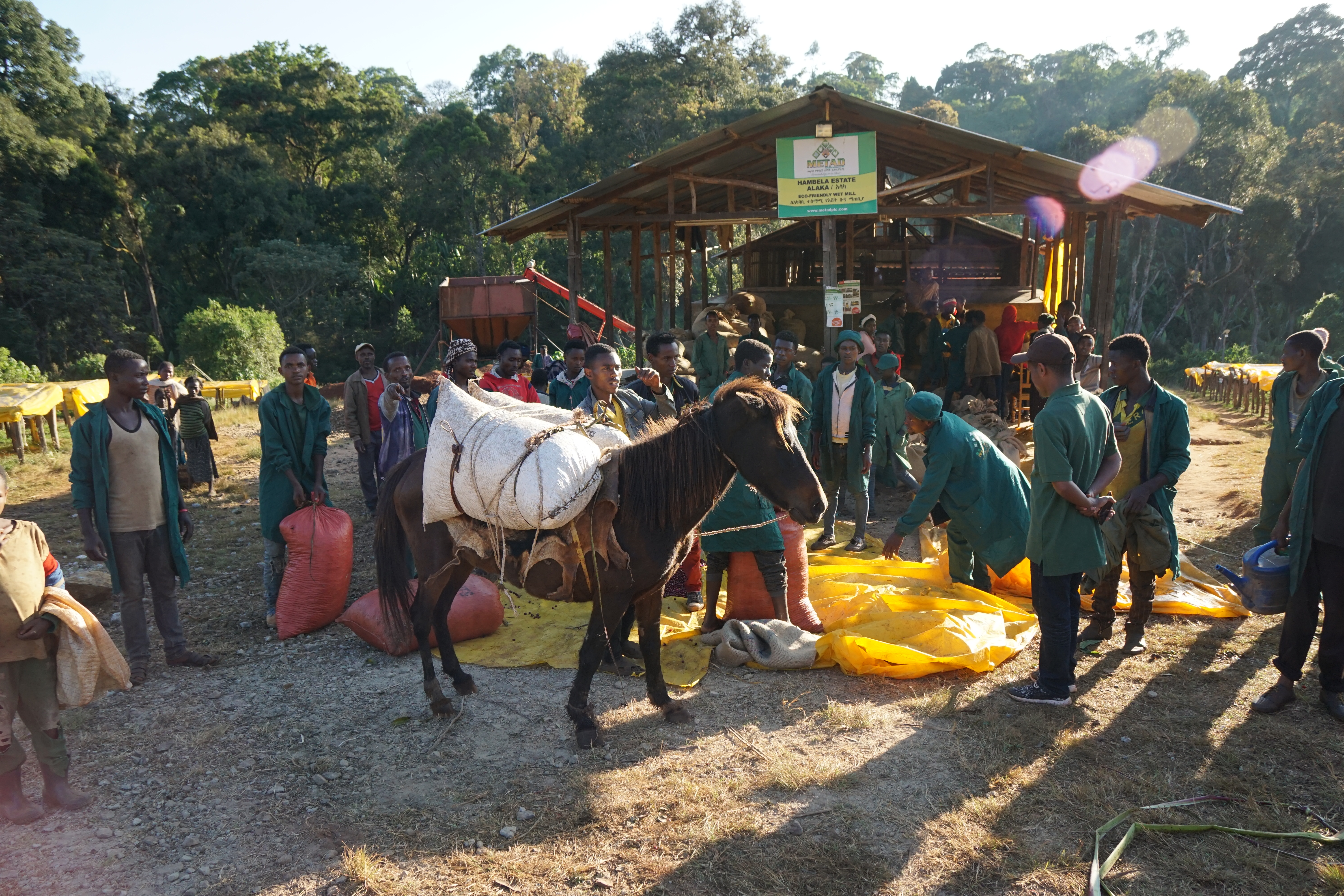 Donkey carrying coffee berries to the mill