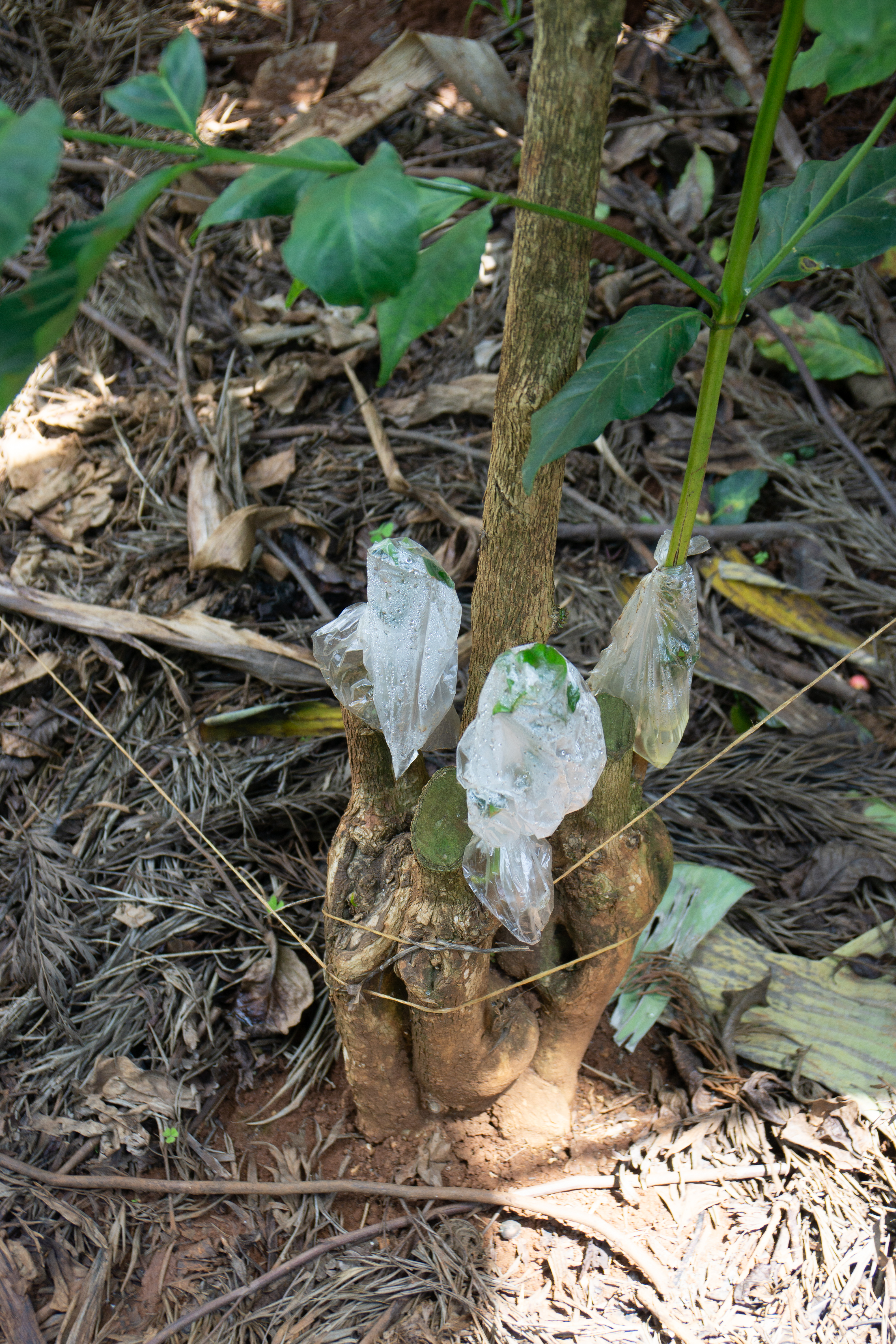 Grafting of the Ruiru 11 variety onto old SL28 roots