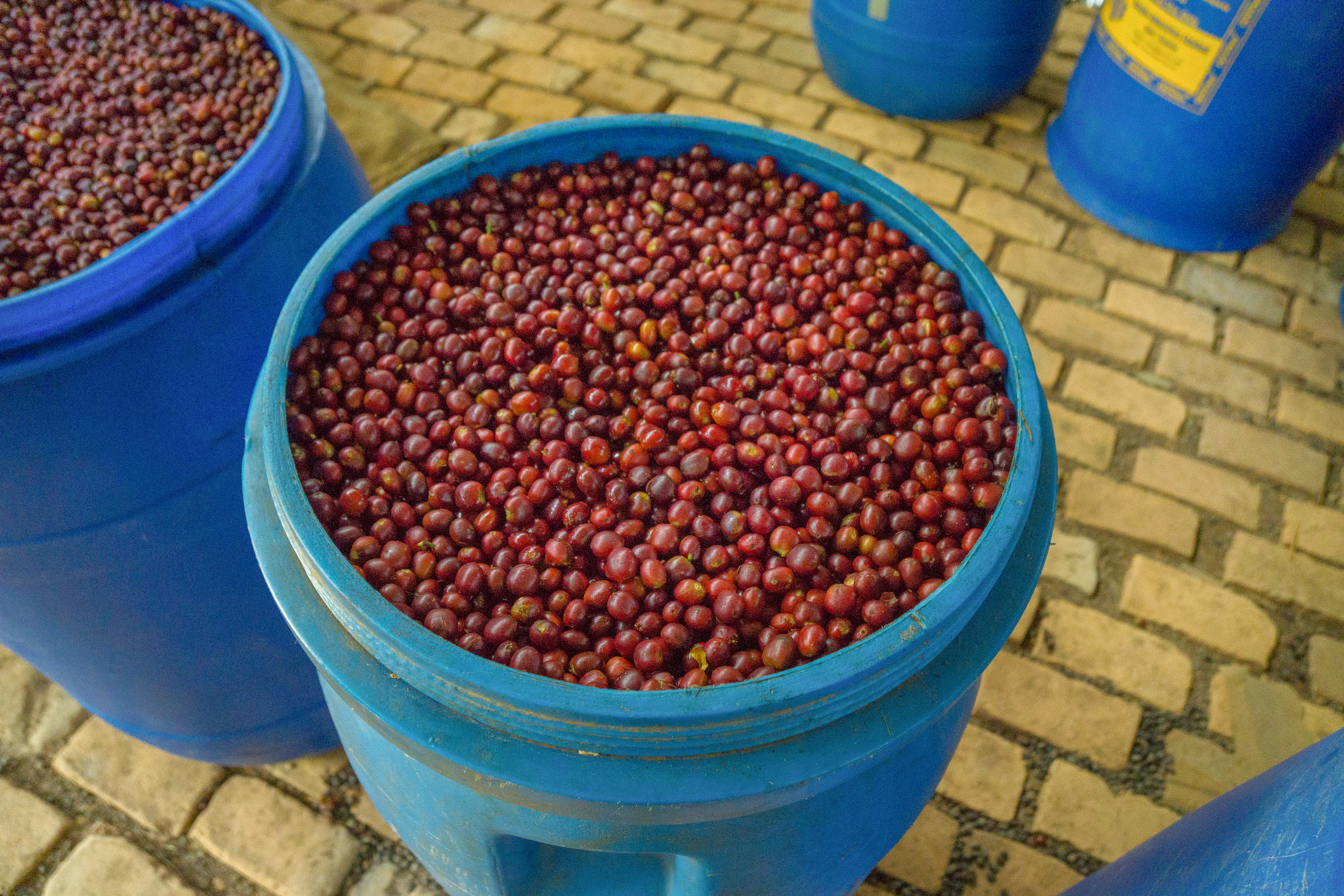 Barrel with cherries ready to be fermented