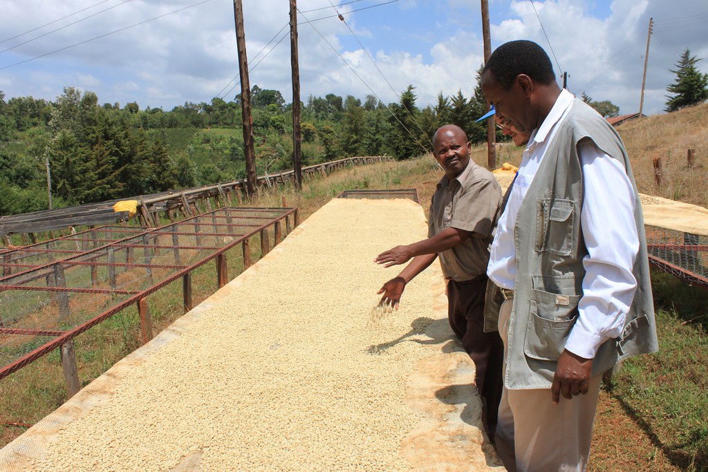 Kieni Facotry Manager Geofrey Wanjau explaining the drying process.