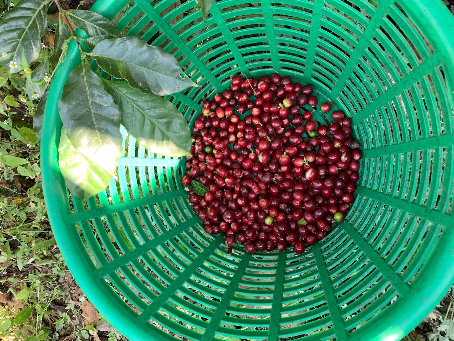 Experiencing each step of the process in growing good coffee | Vista Hermosa