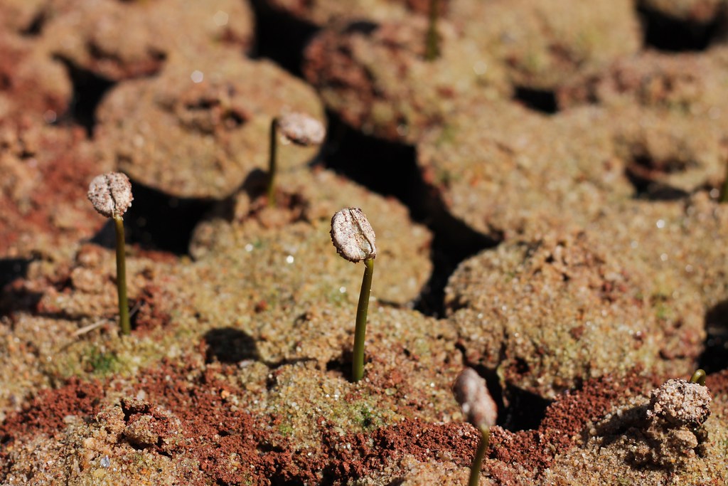 Daterra 2010 Visit Part 2