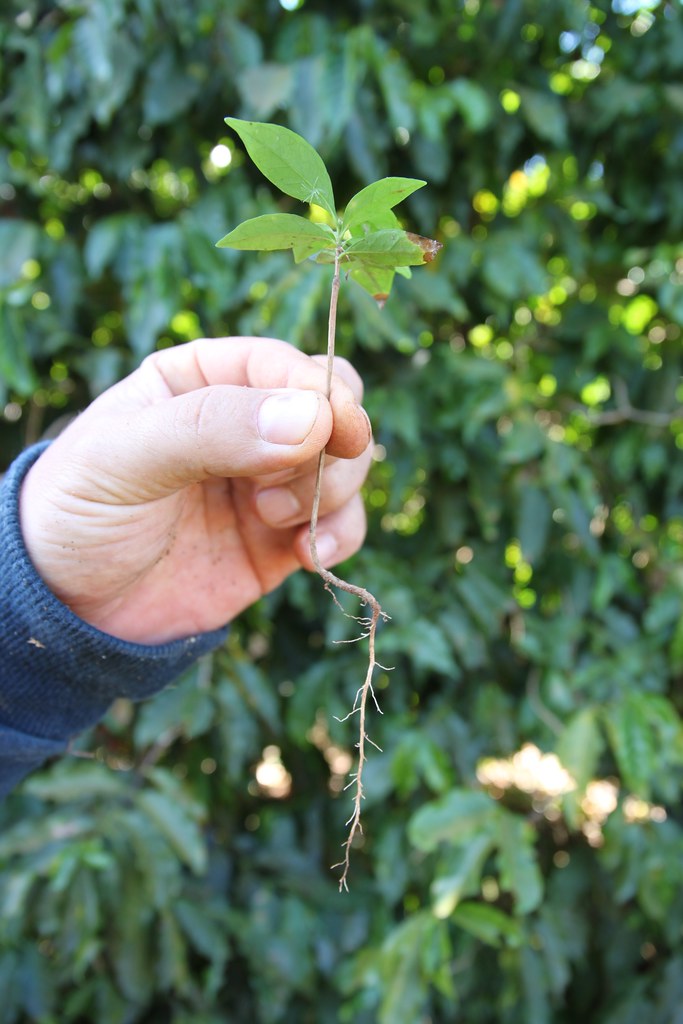 Faulty root of a young tree. Agronomist Gustavo showed me the importance of the root system being straight down, or otherwise it won't bring the nutrients efficiently to the rest of the tree. The tree will then perform badly and eventually it might die. The above, just to clarify, is a BAD example.